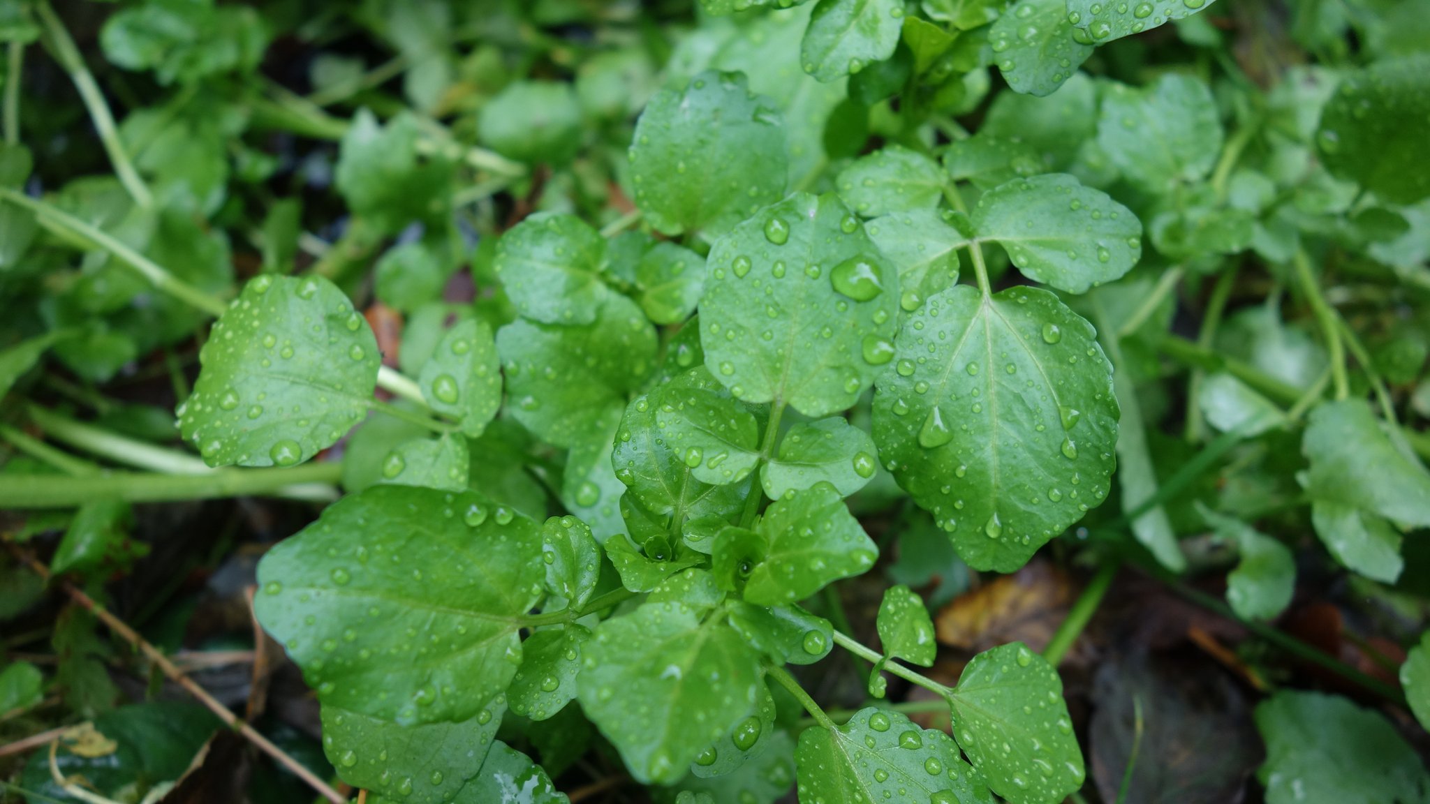 Brunnenkresse: Sie wächst nur in sauberen und frischen Wasser. Sie hat einen leicht scharfen Geschmack und macht sich garantiert gut im Salat.