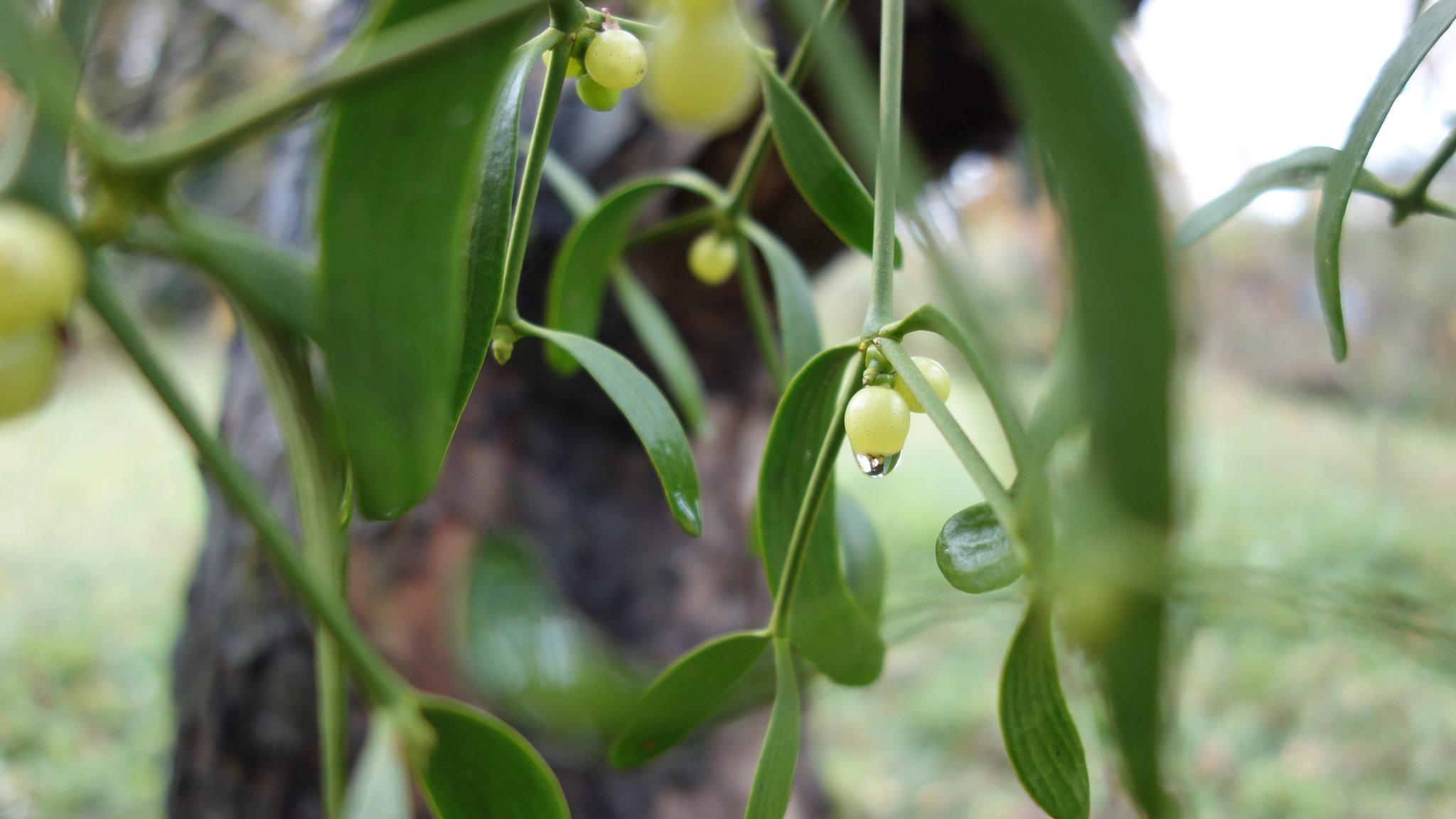 Misteln, die direkt auf Augenhöhe an einem der unzähligen Apfelbäumen wachsen.