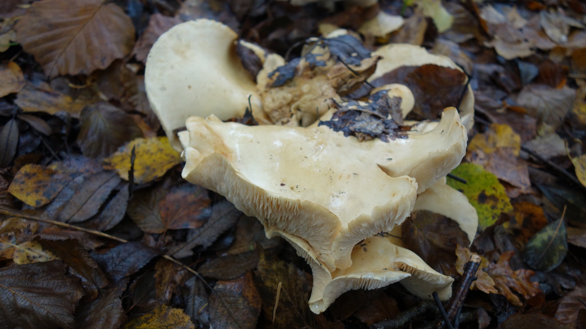 ...leider konnte ich bisher keine der Arten bestimmen...