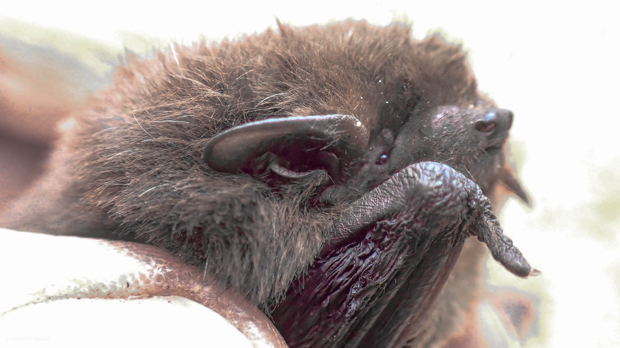 Leider wollte sie uns nicht das Innere ihrer Ohren zeigen, an dem wir sie hätten genauer bestimmen können.