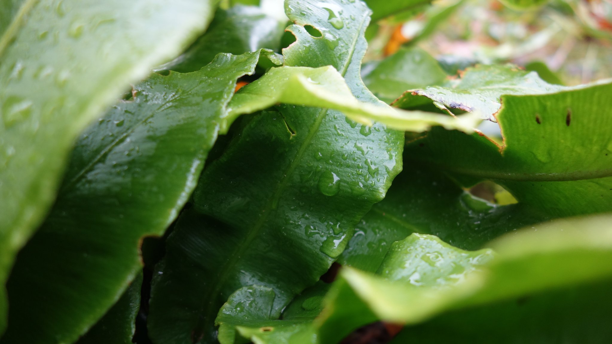 Hirschzungen Farn: Er wächst unter anderem auf dem Hügel über der Kellerhöhle.