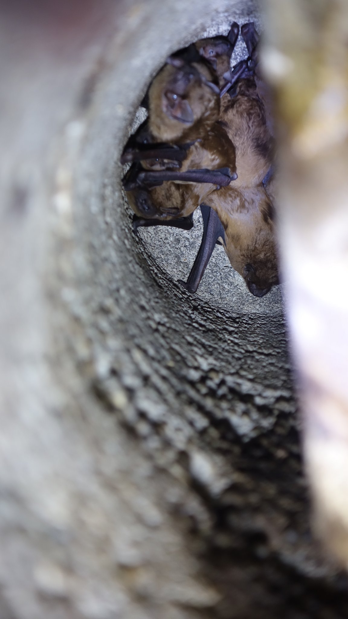 Eine schläfrige Fledermaus kann trotzdem zubeißen. Das Problem dabei ist, dass sie einige Zeit braucht, um aus der Kältestarre zukommen und dann loszulassen zu können. Trägt man einen Handschuh ist das Tier absolut harmlos.