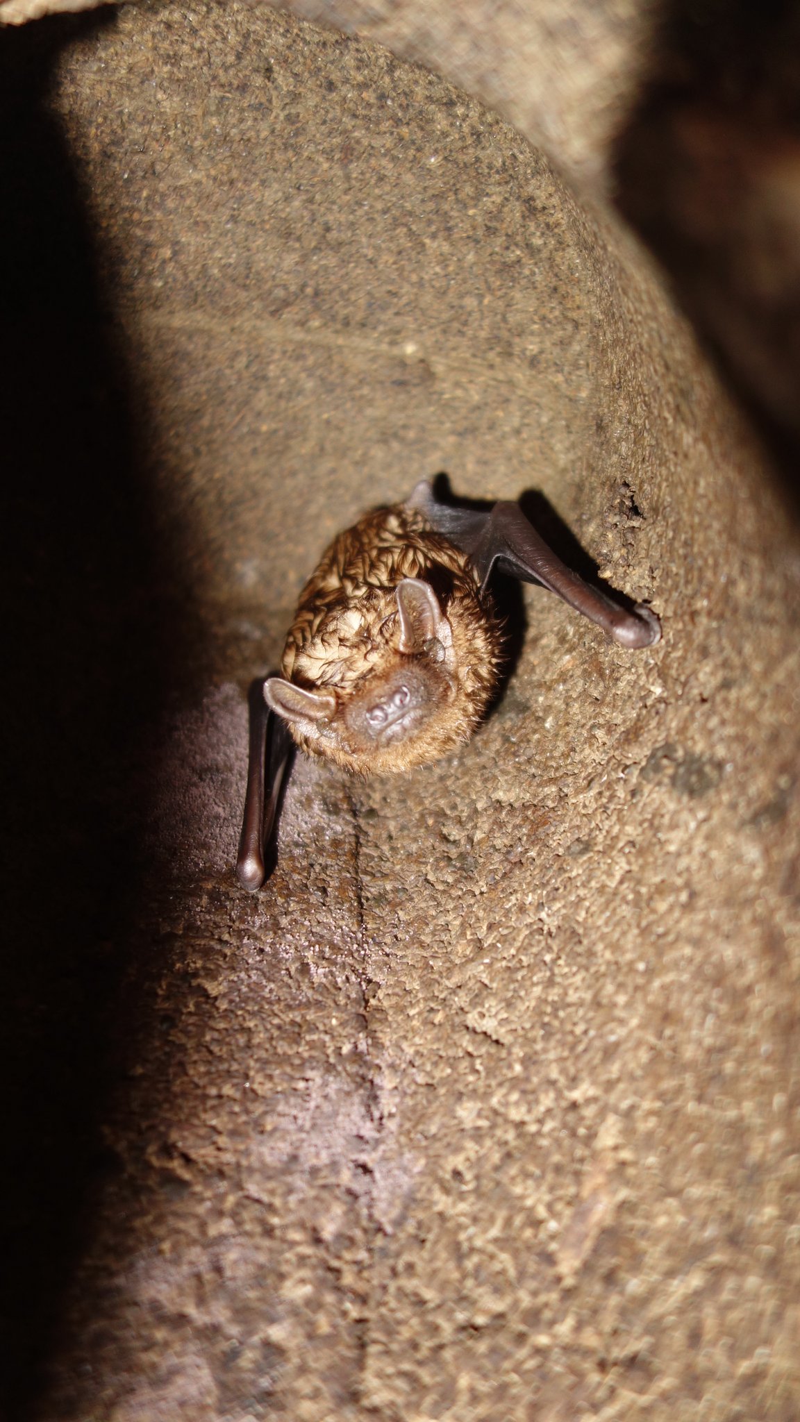 Dieser Abendsegler hat ein nasses Fell. Die Tiere brauchen Jahre, um einen neuen Kasten anzunehmen. Sie beharren stur auf ihren gewohnten Schlafplatz, selbst wenn der bereits auseinander fällt und nebendran ein neuer Kasten hängt.