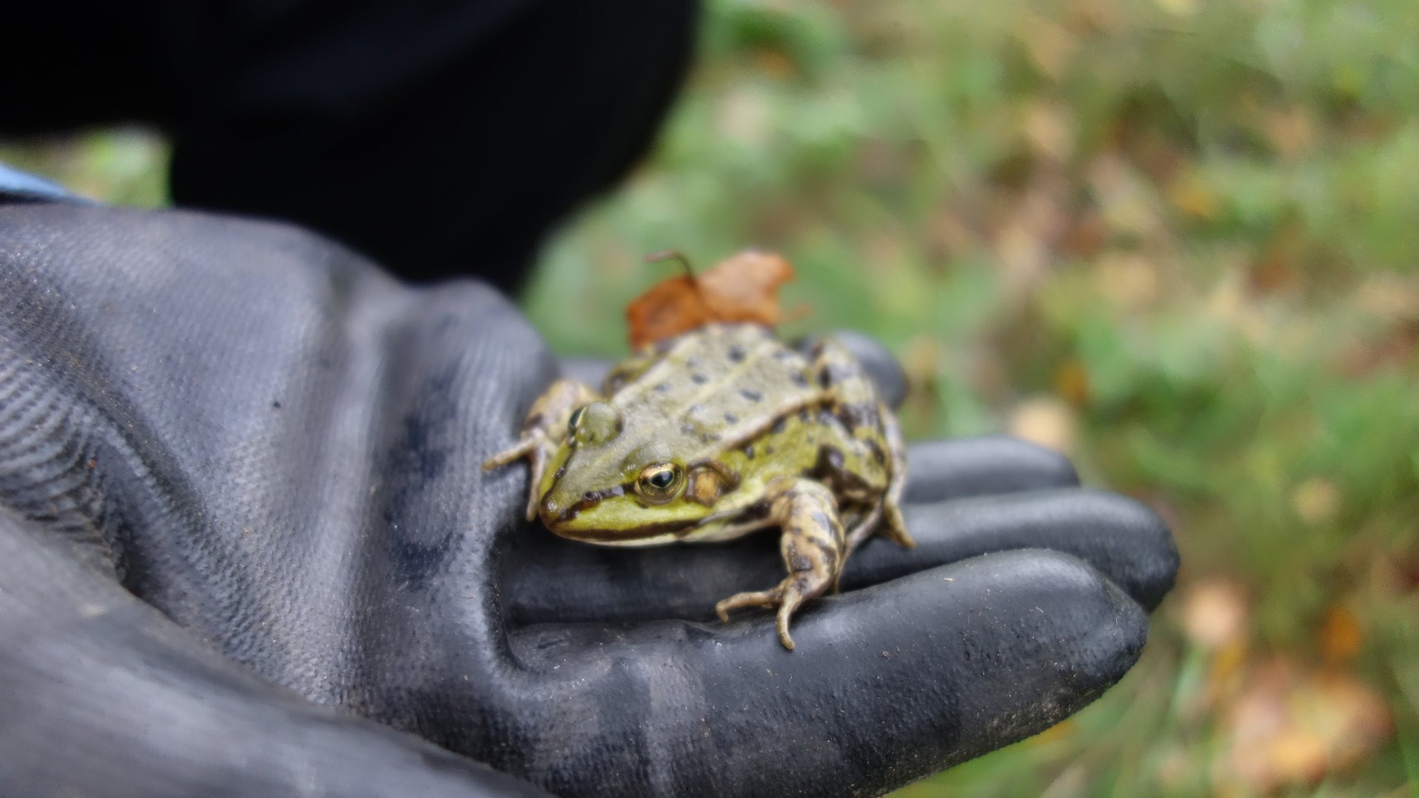 Grasfrosch: Wir haben einige Frösche gesehen, aber die meisten waren uns zu schnell.