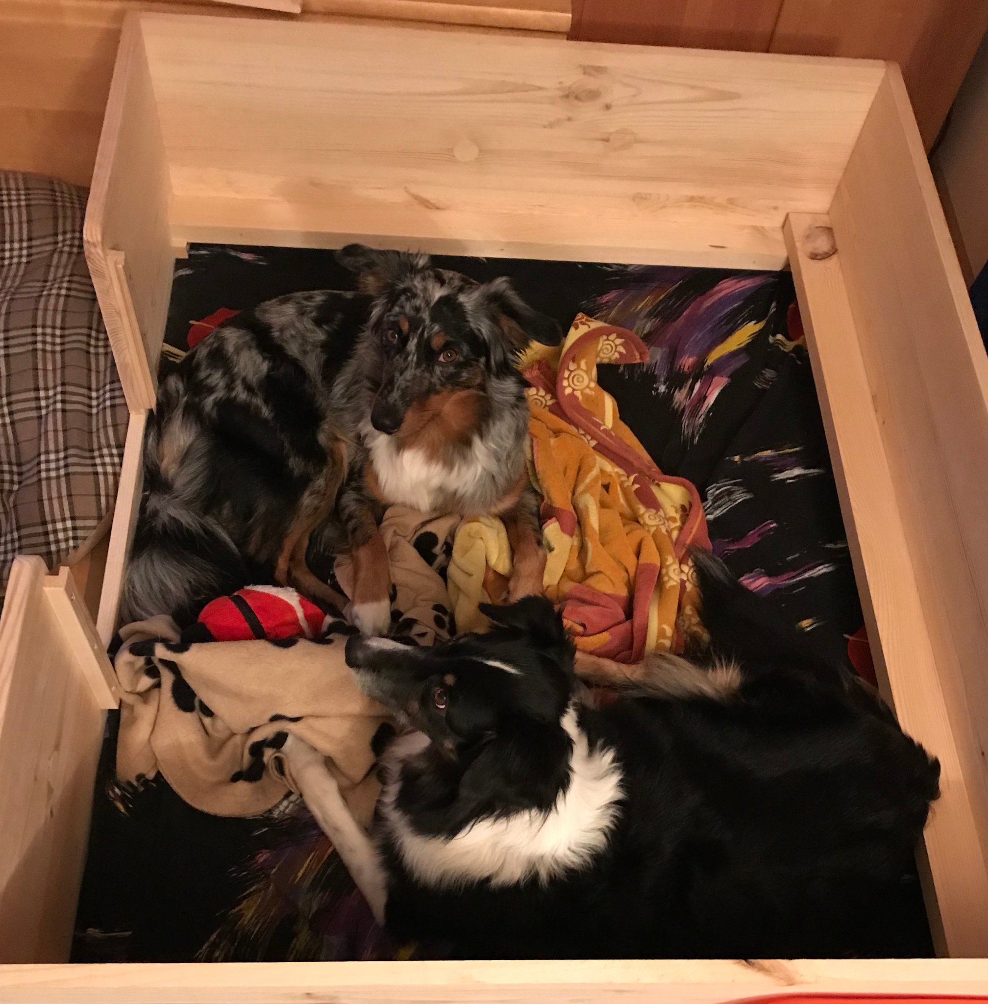 Blue passt in der Wurfbox auf Mama Amy auf