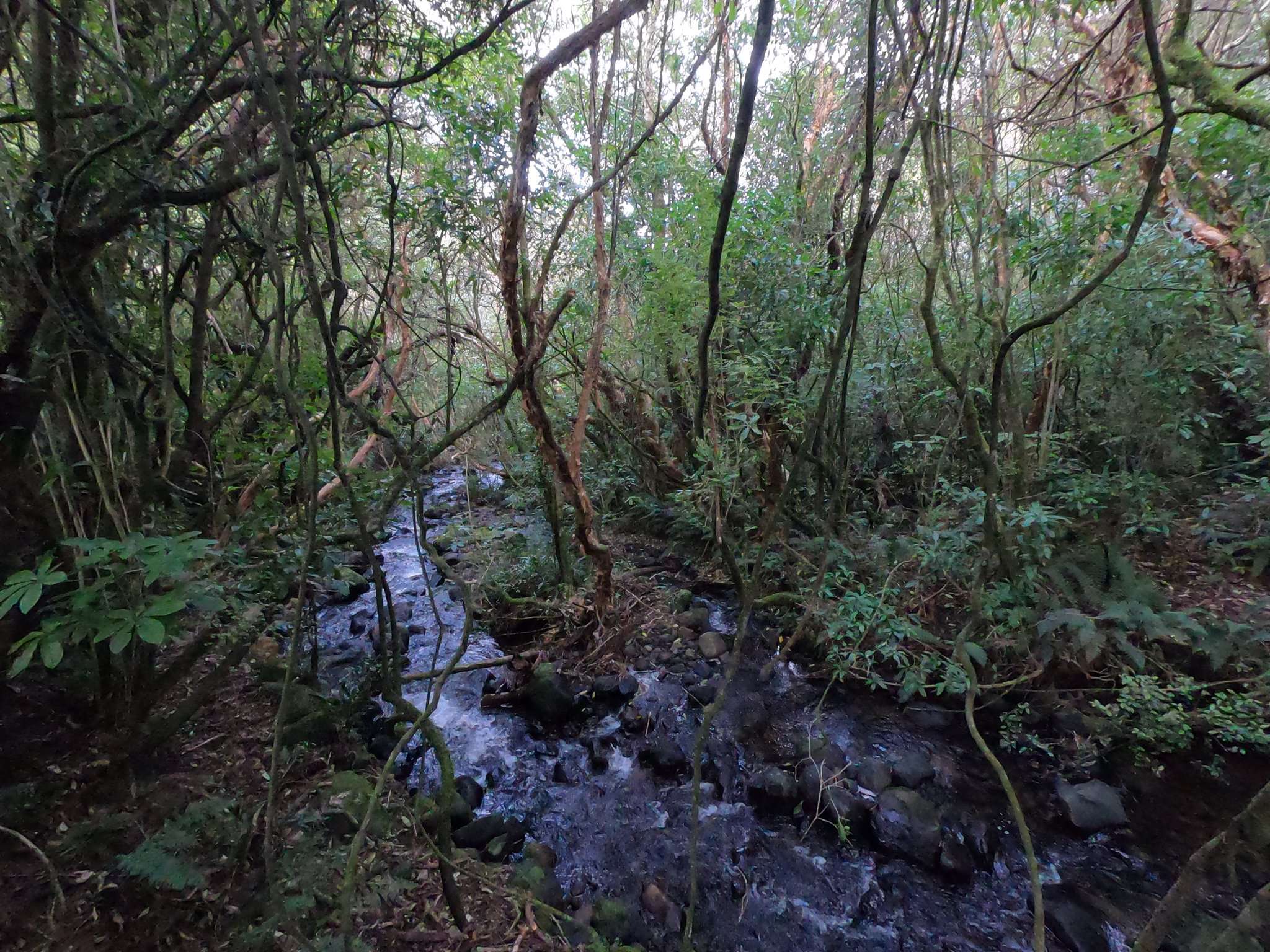 Deep inside the bush