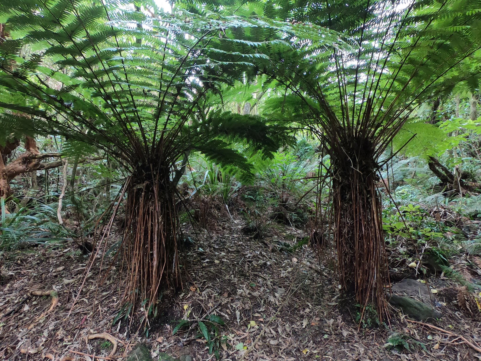 fougère arborescente ou "tree fern"