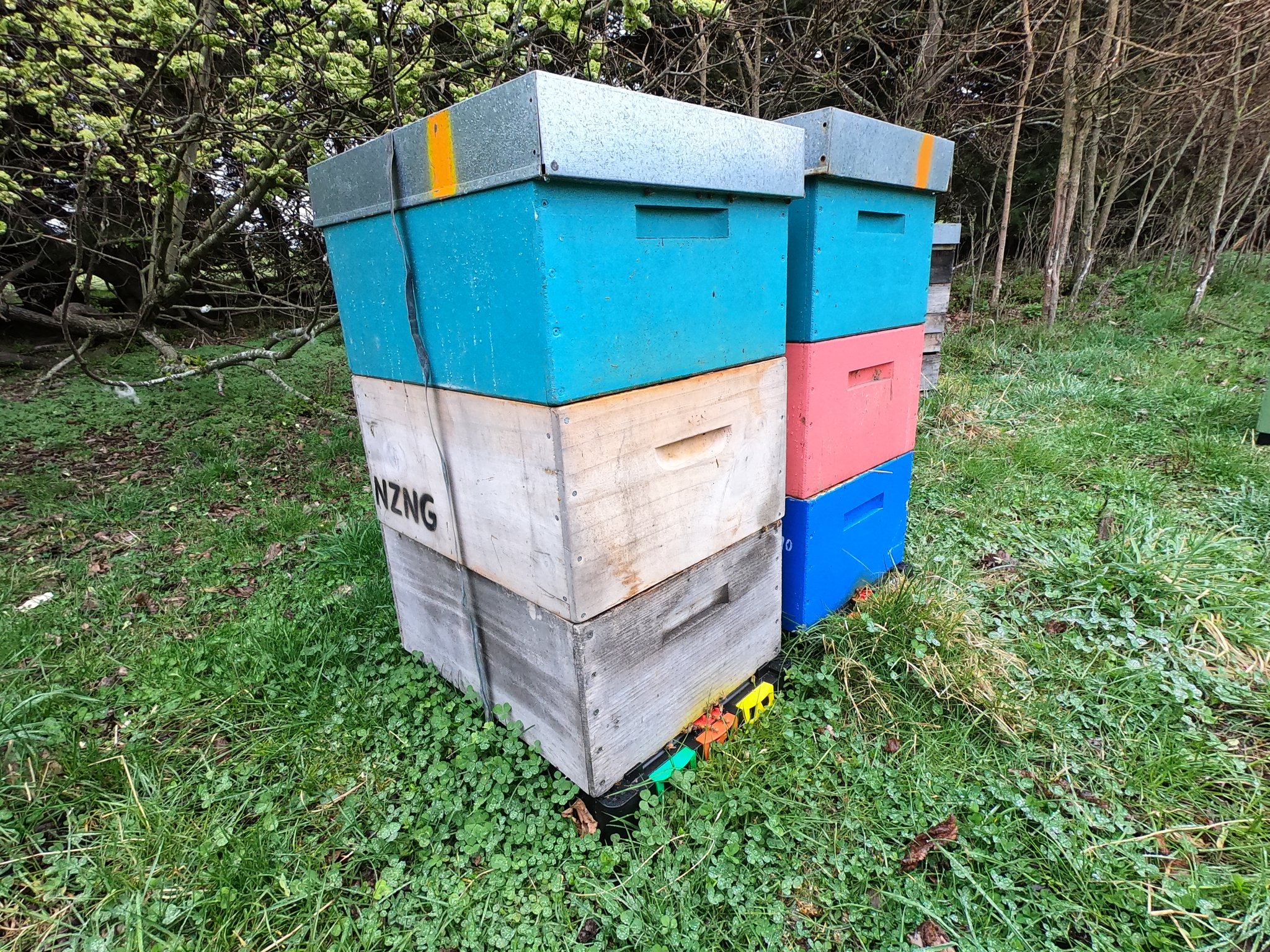 Vérification de routine + insertion de cellules royales