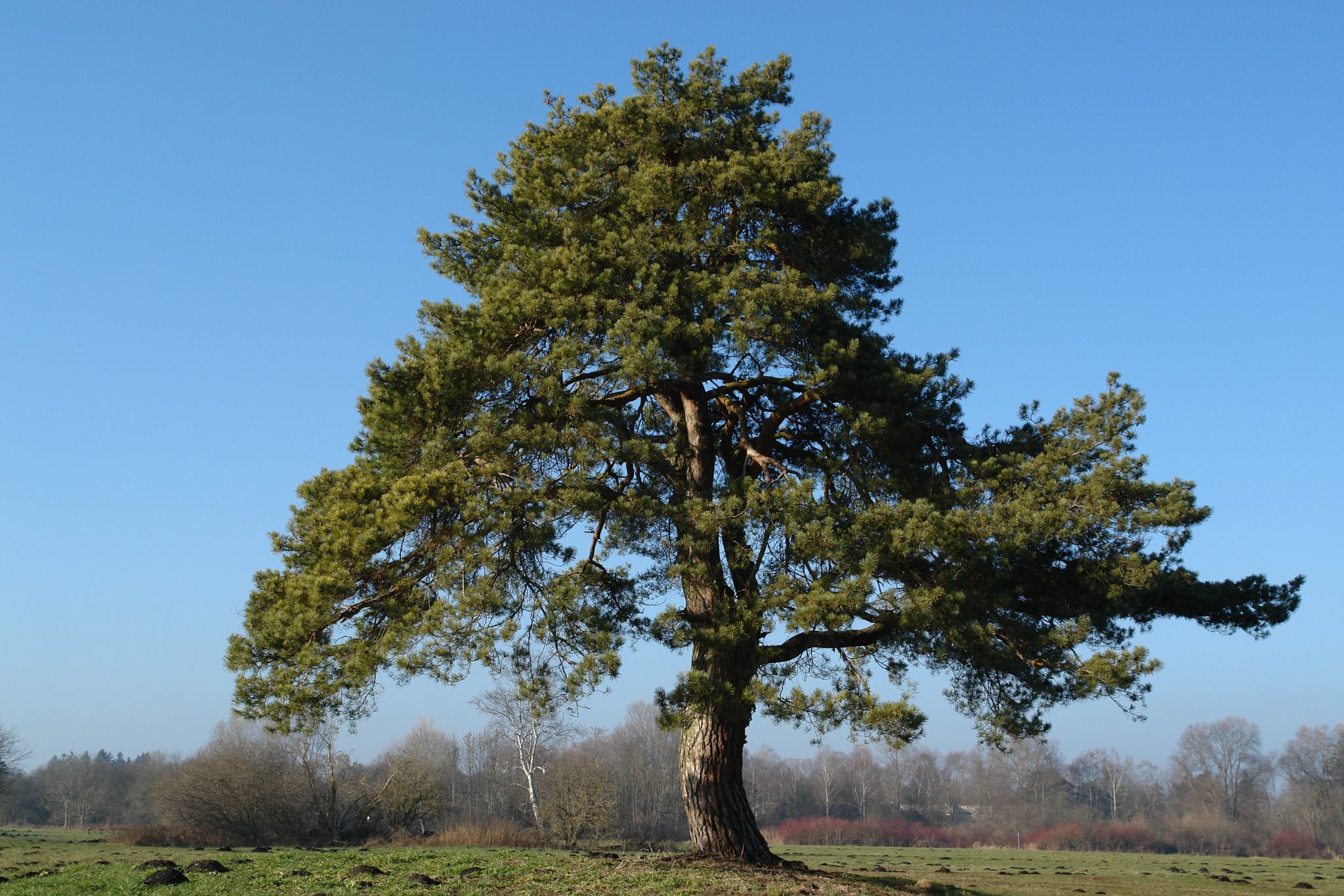 © Michael, Schwarzkiefer, Gröbenzell