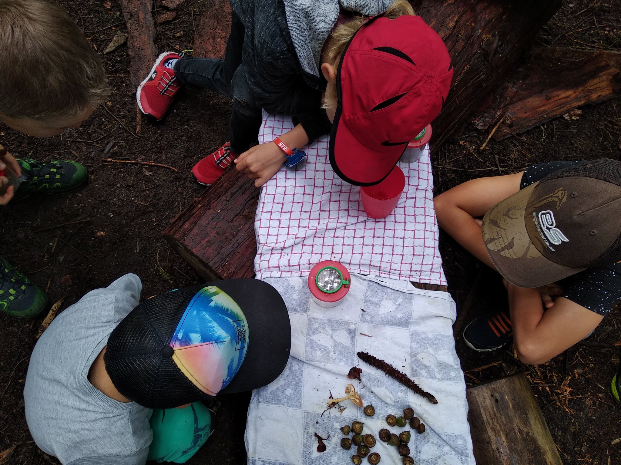 Natur unter der Lupe © K.Platzdasch