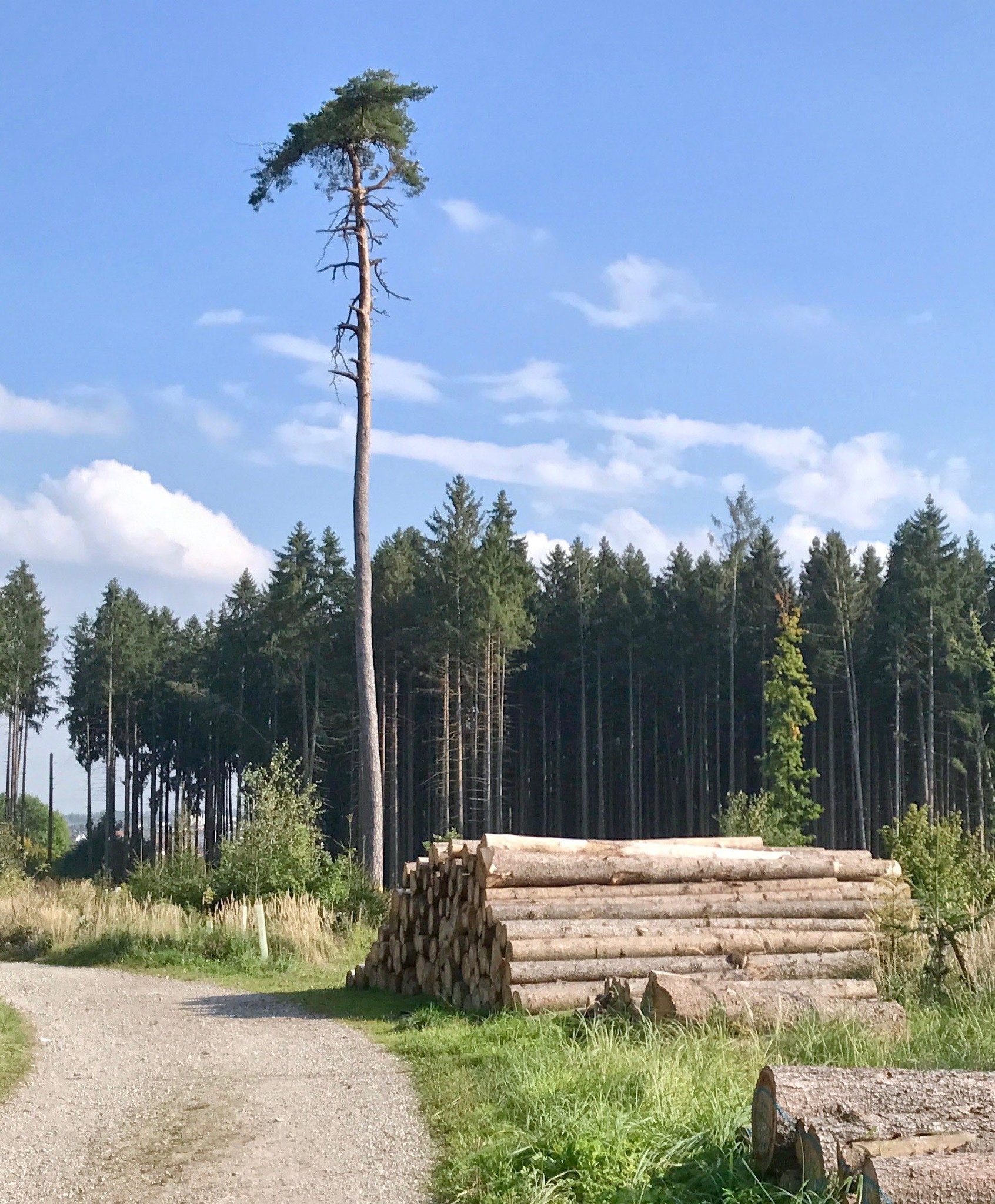 © Ulrich Fuhr, Kiefer, Germering