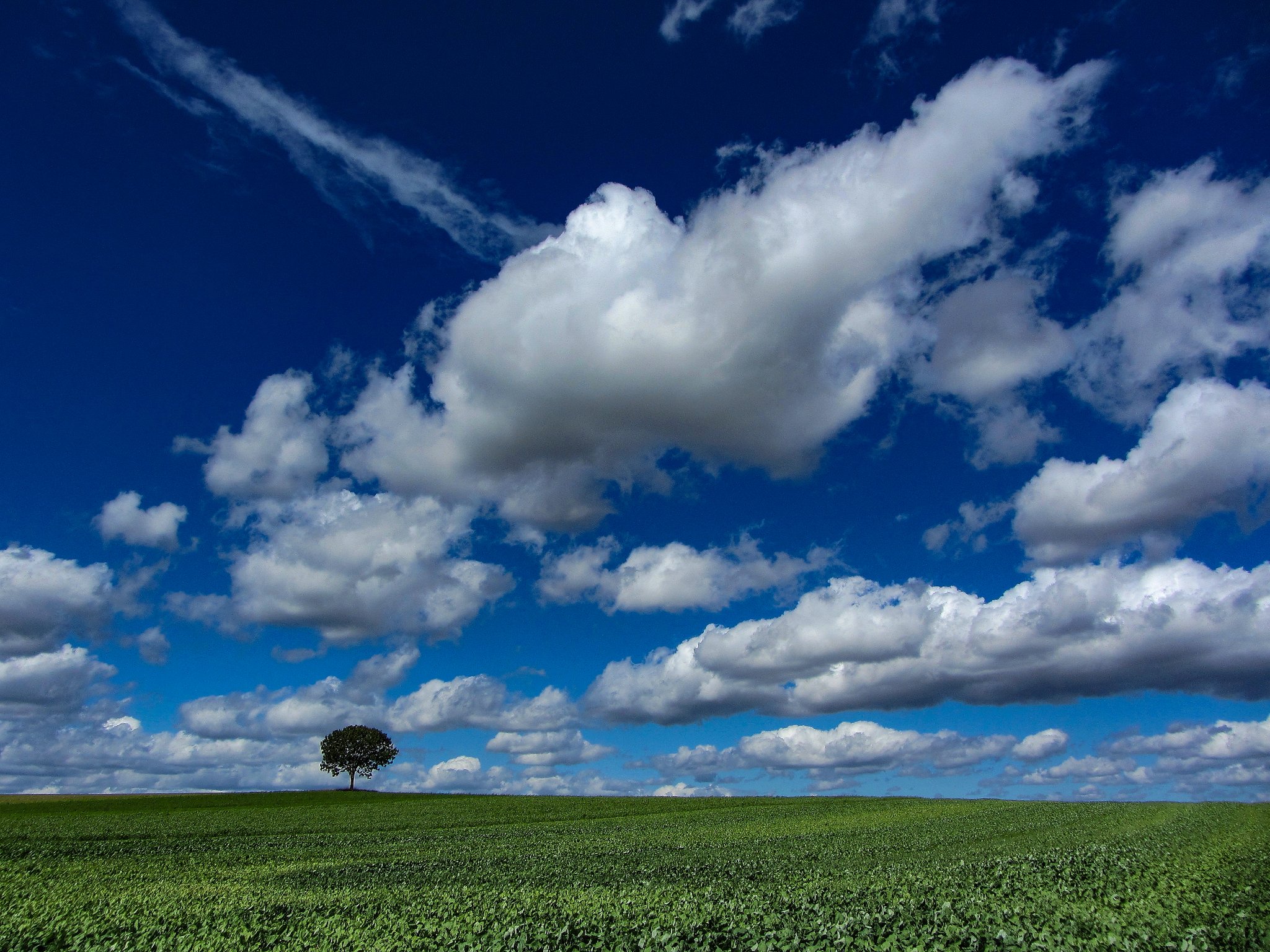 © Ute, Eiche, Oberlappach