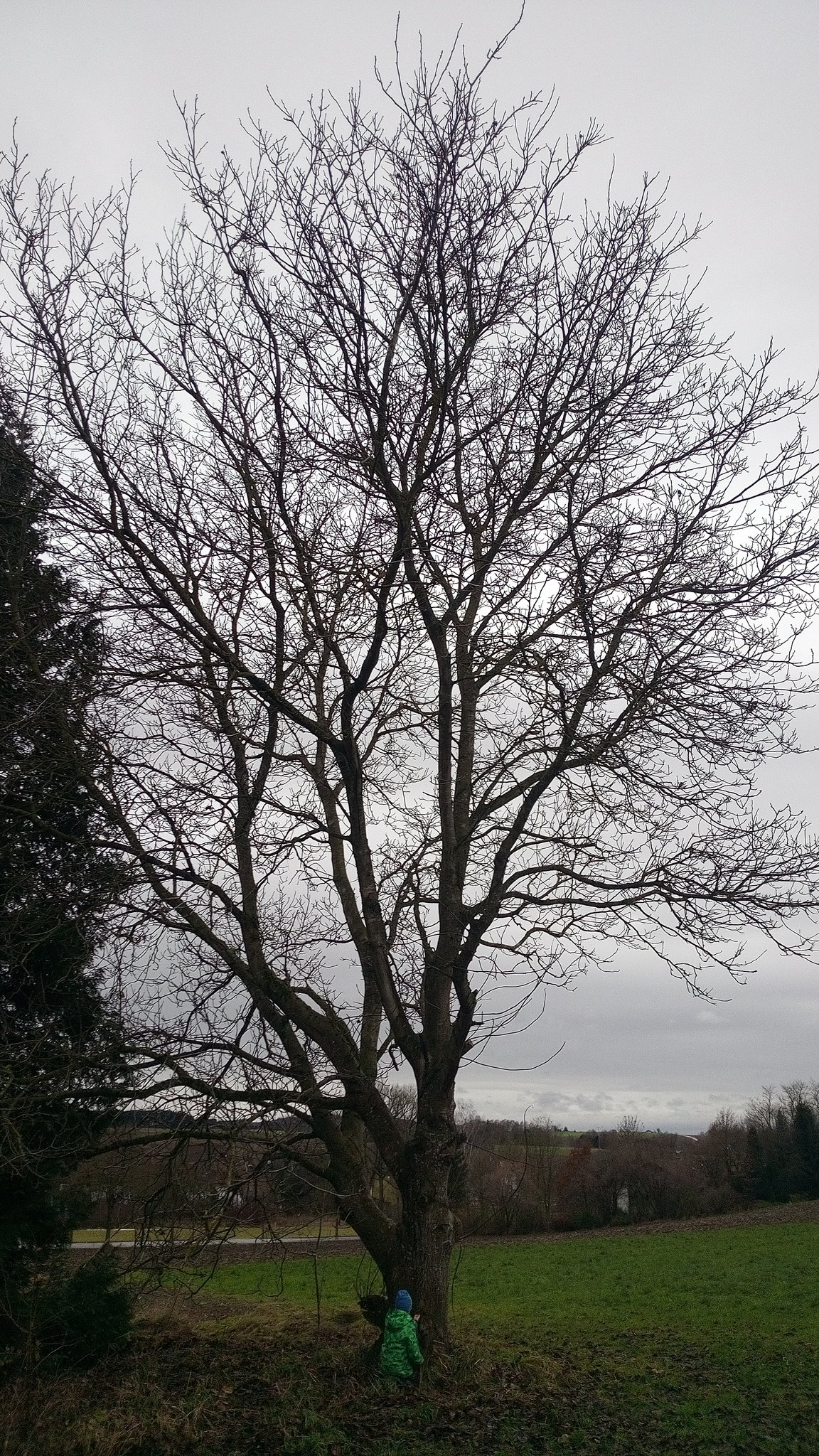 © Schlaue Schweinbachfüchse, Haselnussbaum