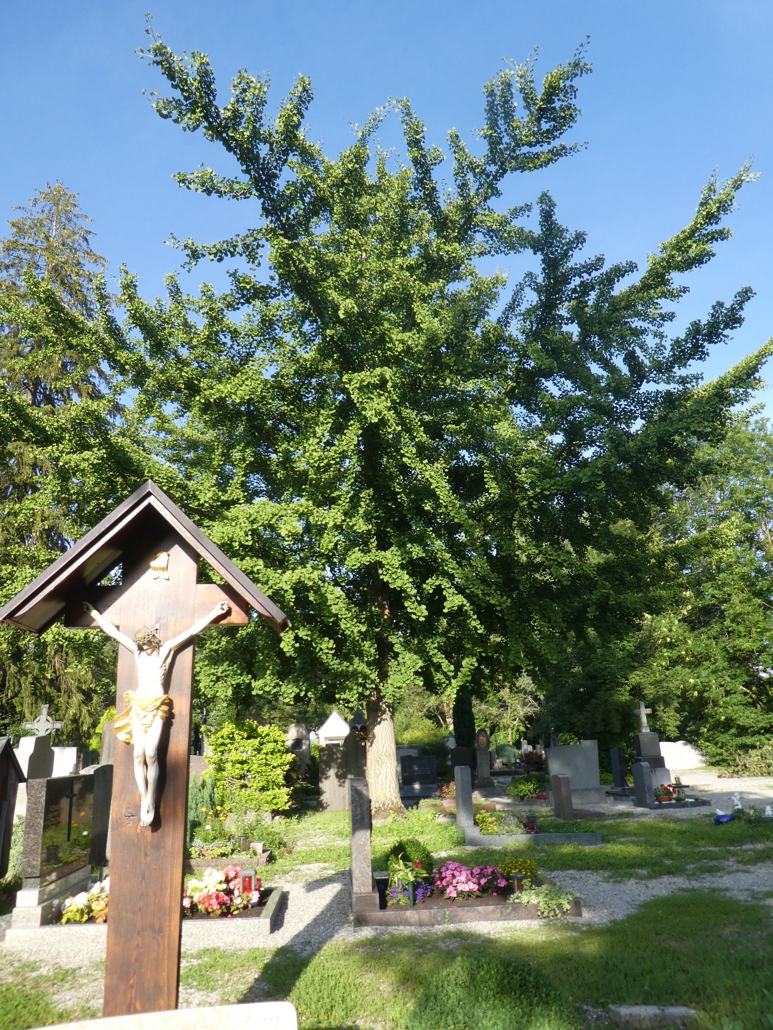 © Hedwig, Gingko, Fürstenfeldbruck – Sommer