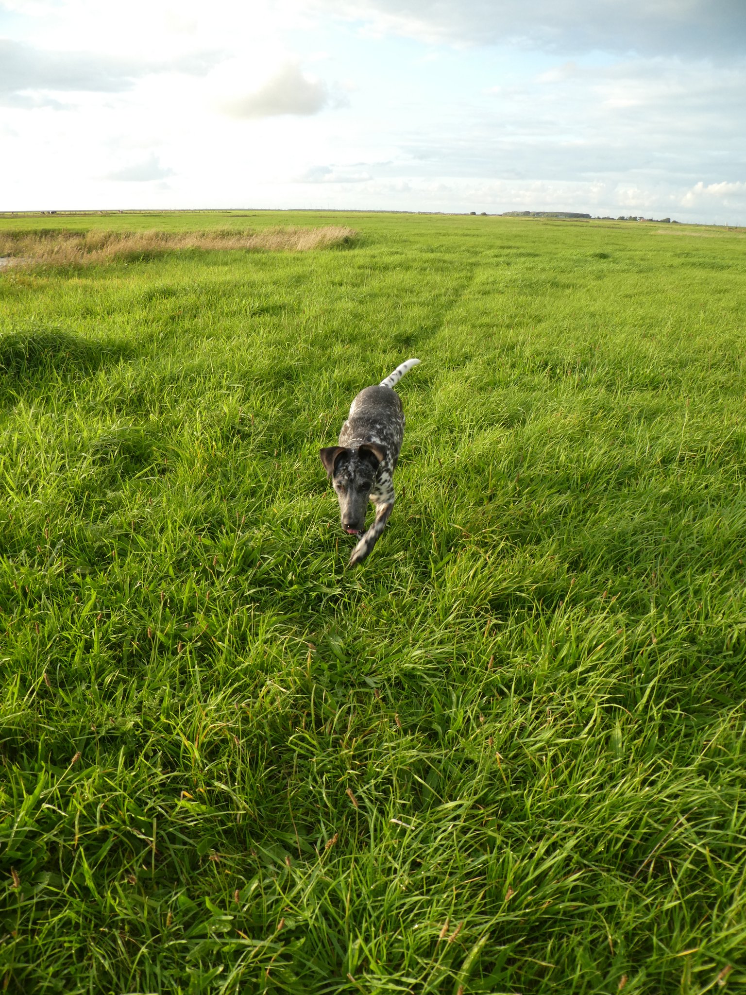 Schnappschuss von Yala (Hündin von Lena Postel) beim Fotos knipsen hinterm Deich.