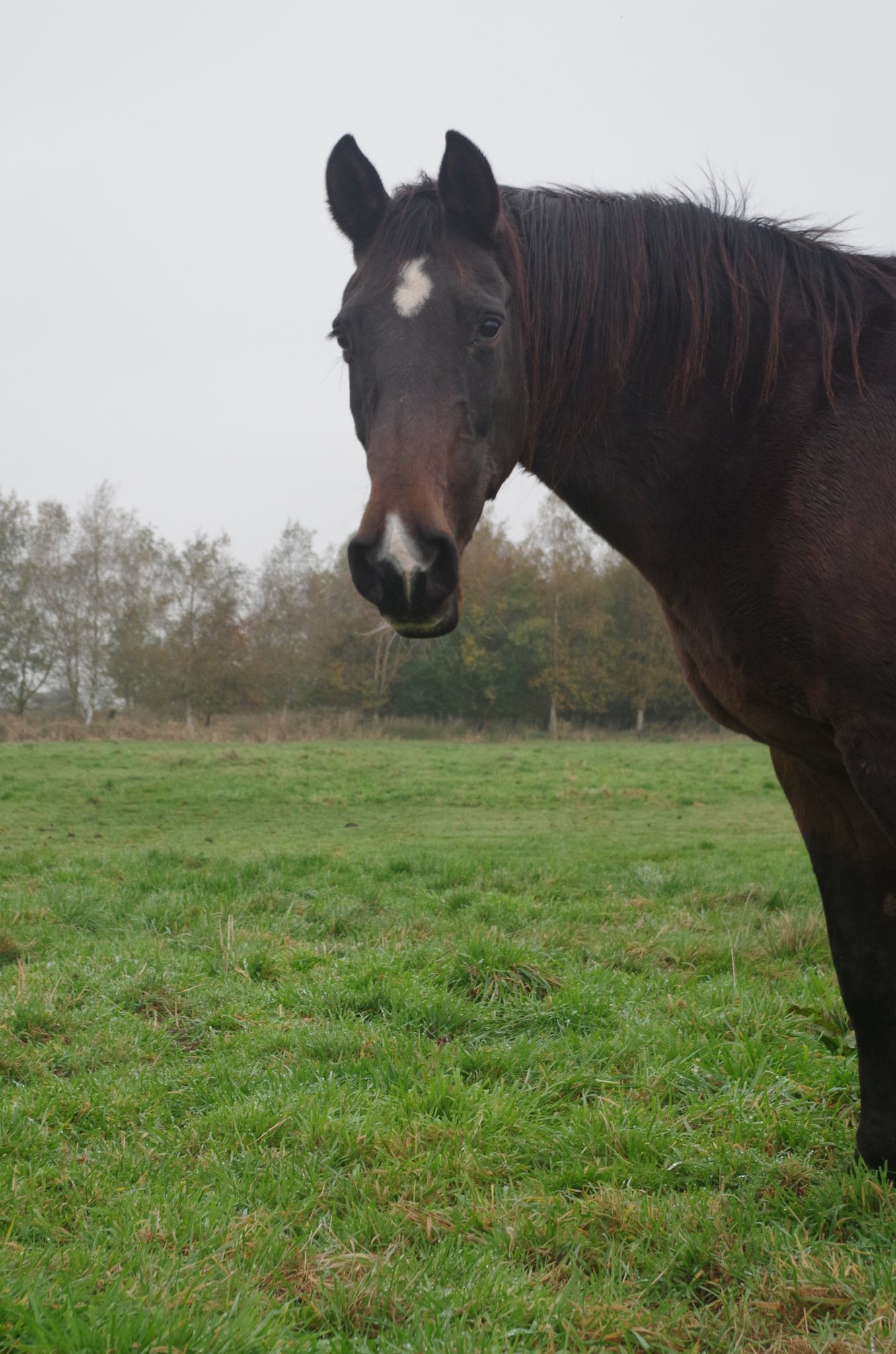 Unsere alte Familien-Omi auf ihrer Rentnerweide.