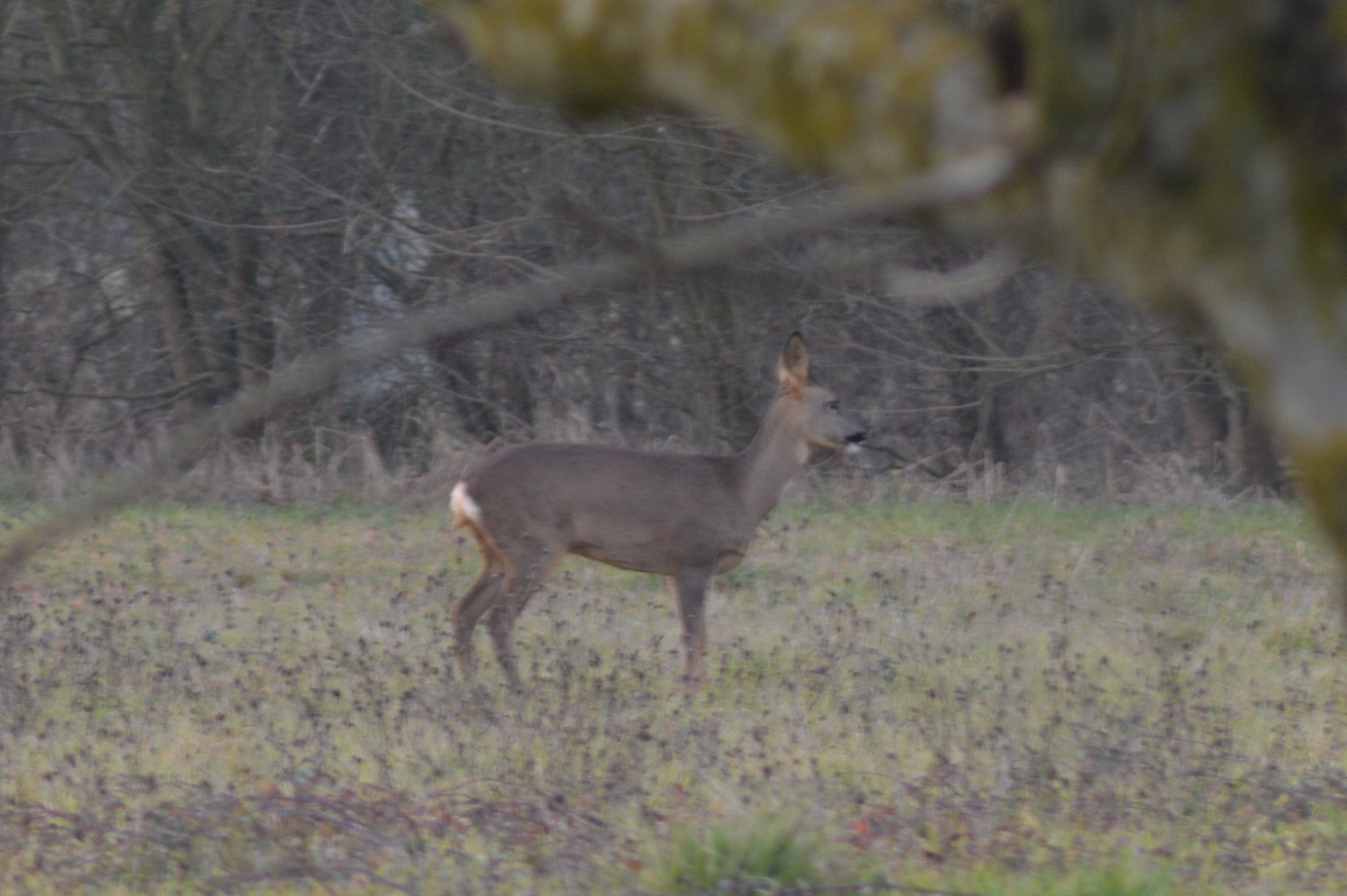 Le chevreuil profite sainte megrine