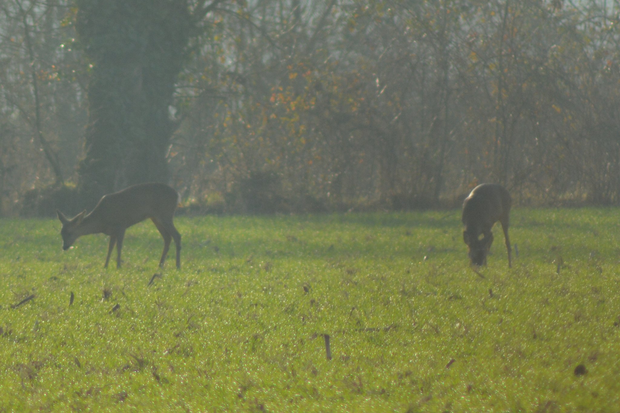 Les chevreuils en famille sainte megrine