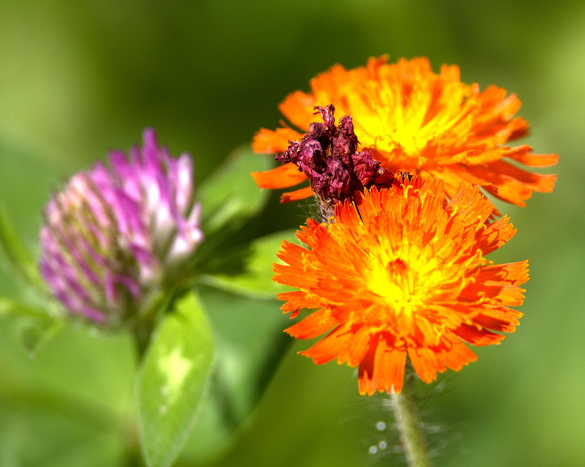 Orangerotes Habichtskraut am Orchideenstandort Memelweg am 7.6.24 