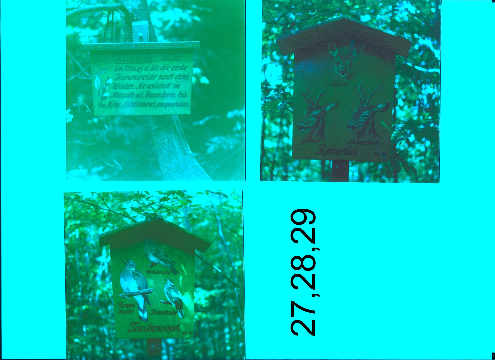 Originalfoto von 1976 von Lehrtafel 27,28,29