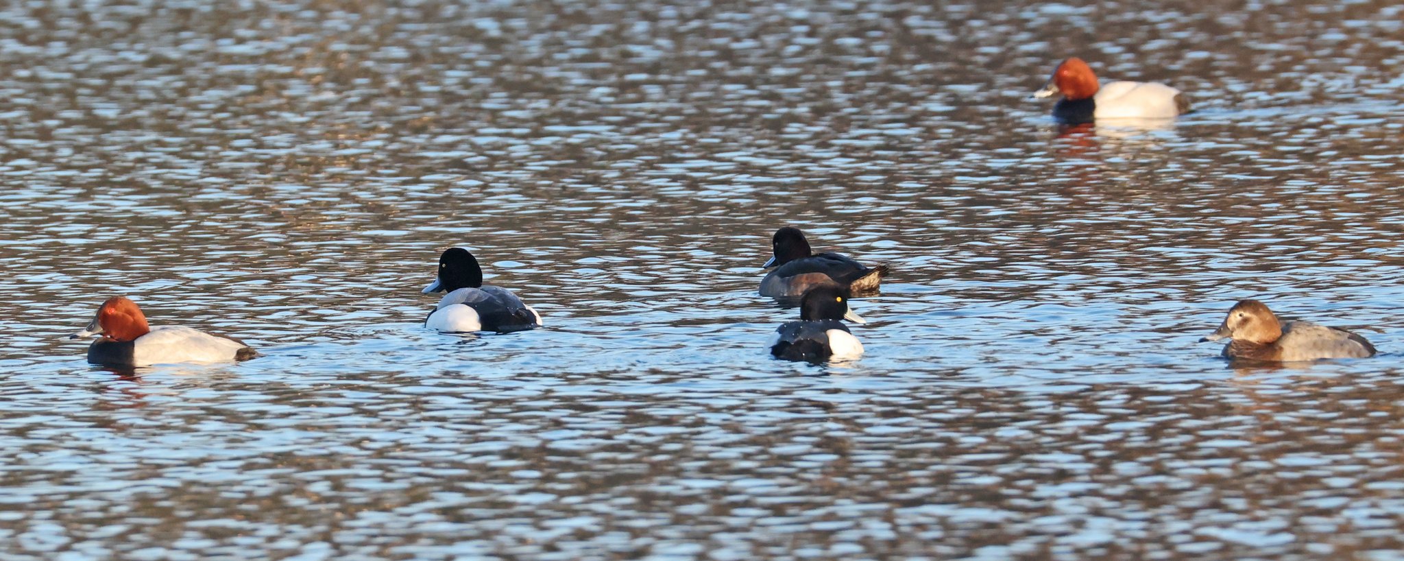 Bergente (Aythya marila) im Max-Eyth-See bei Stuttgart am 4.2.25 in einem gemischten Wintertrupp aus Reiherenten und Tafelenten