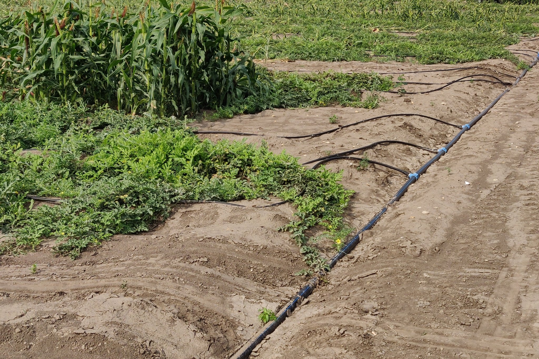 1. Möglichkeit, mittels einer Dosierpumpe wird KE-plant direkt in die Zuleitung dosiert.