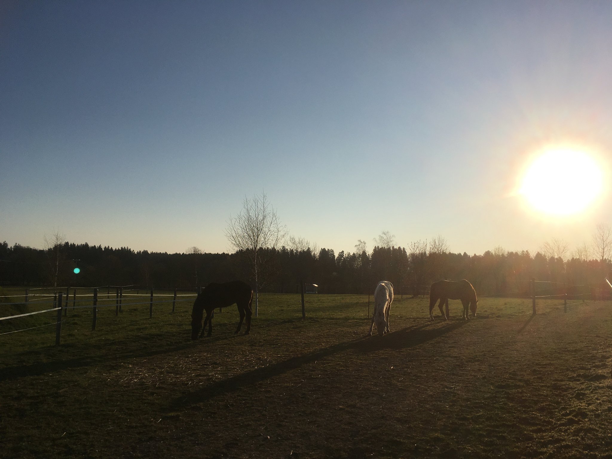 Morgenstimmung im Offenstall mit Padocktrail