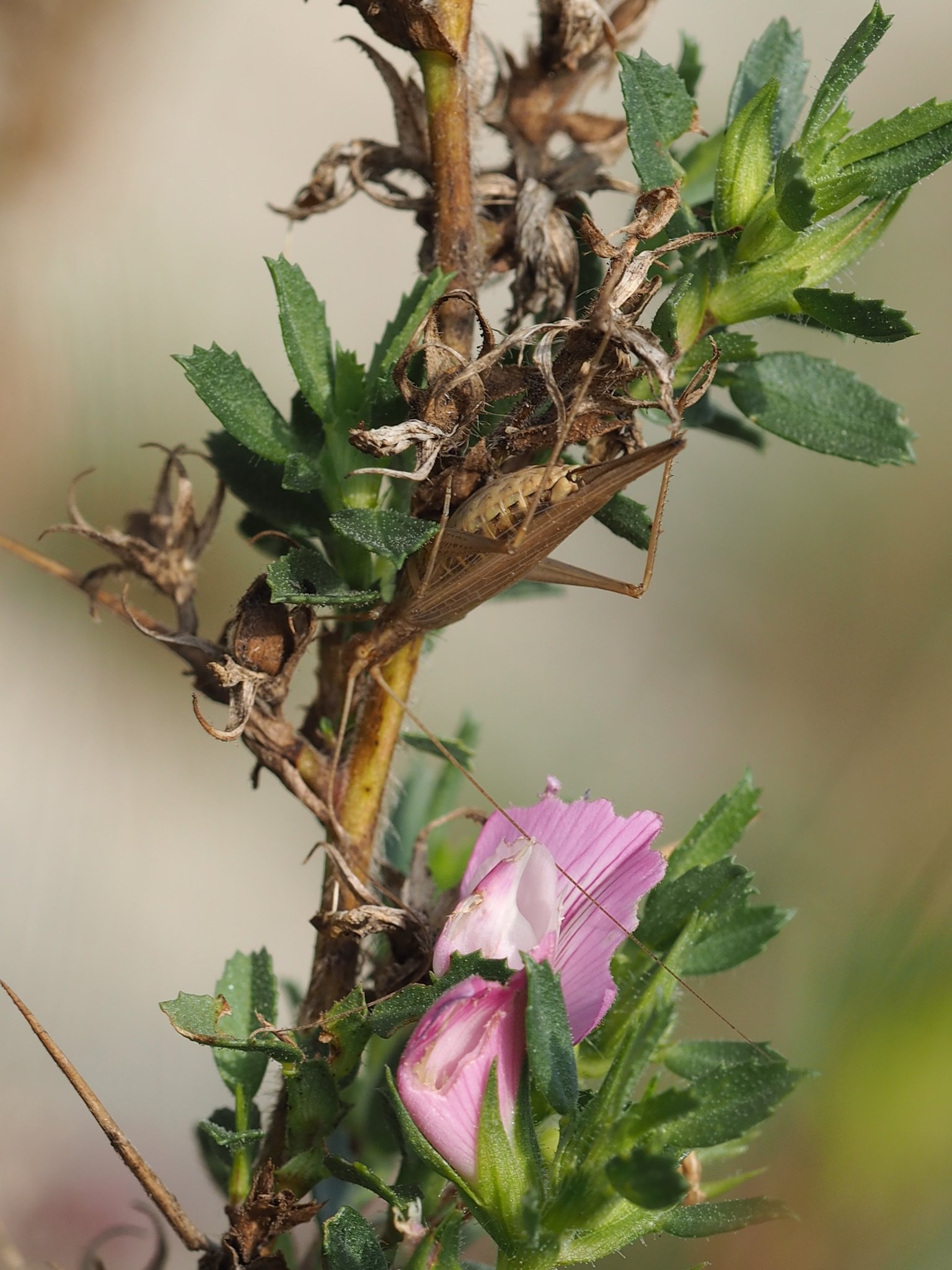 Weinhähnchen am Pilgershügel. Foto: P. Altrichter