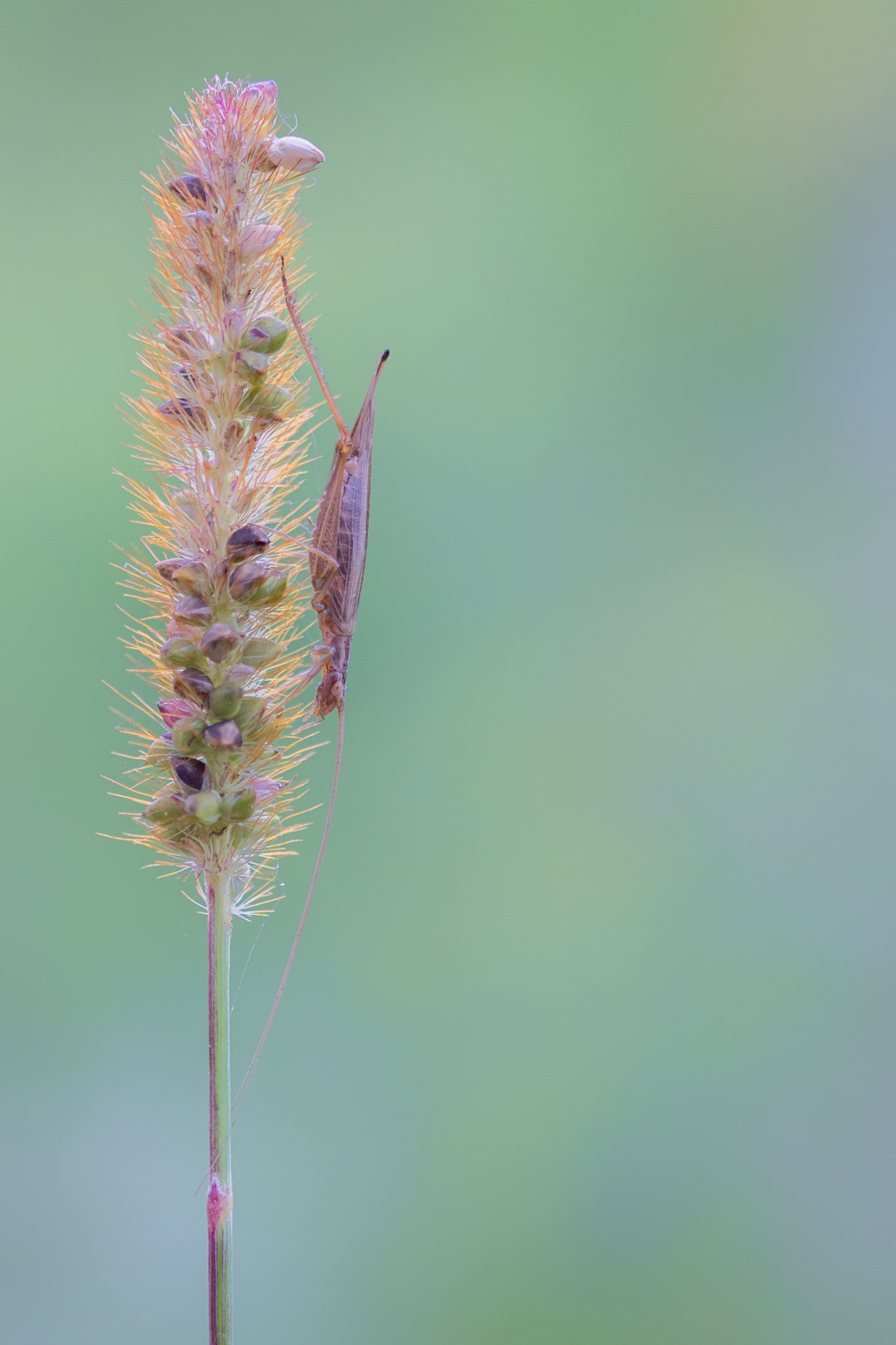 Foto: M. Glässel/naturfotos.lbv.de