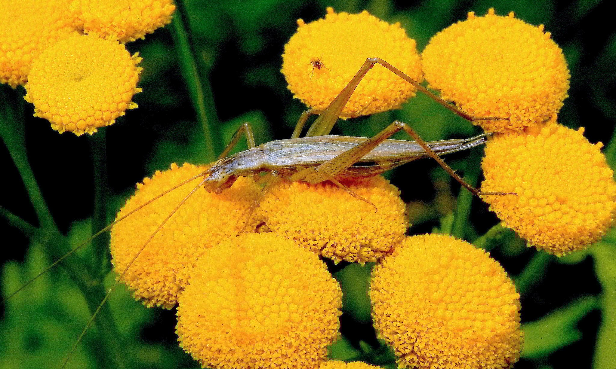 Foto: K. Müller/naturfotos.lbv.de