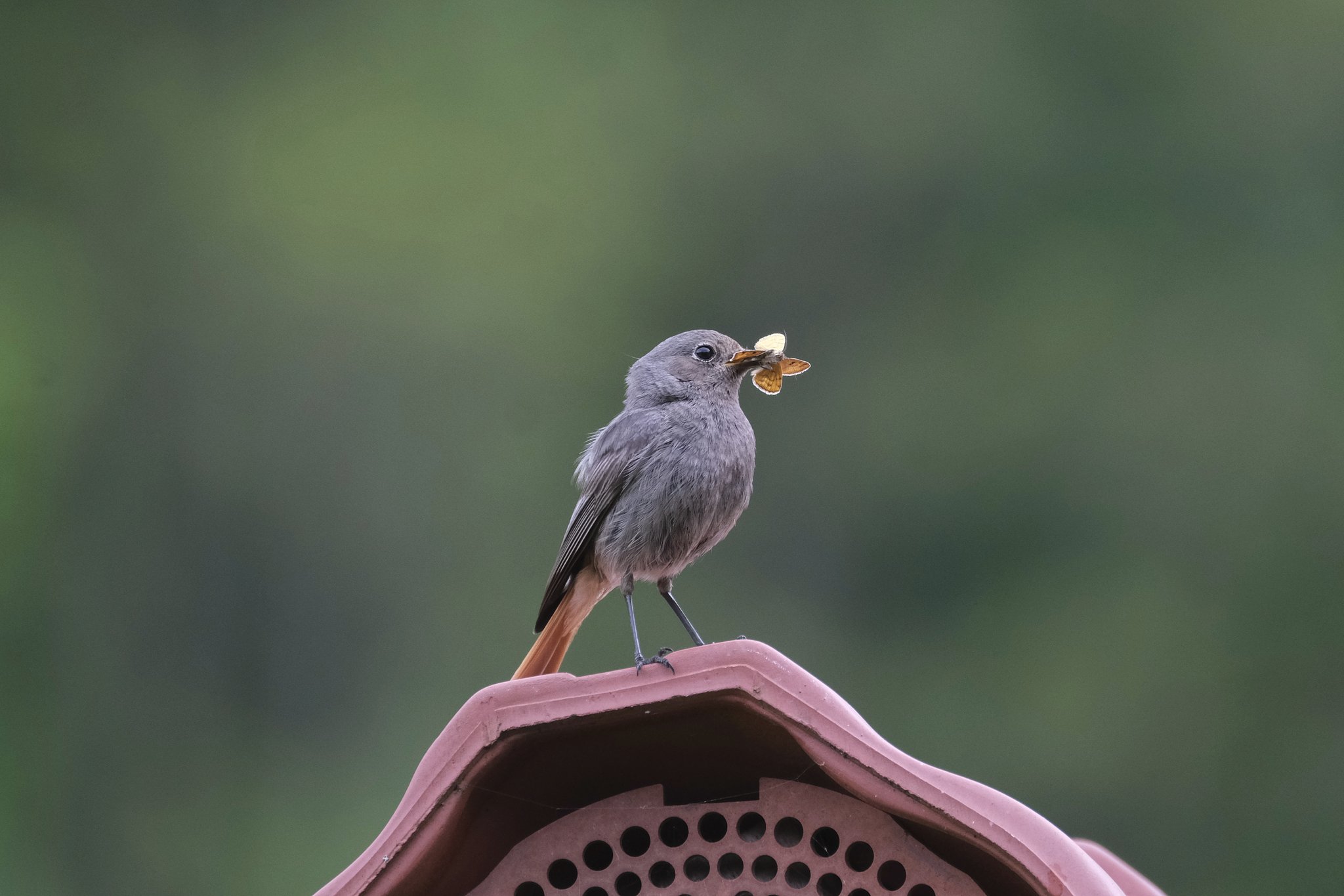 Hausrotschwanz brütet auch gerne an Gebäuden, Bild: Thomas Lützelberger