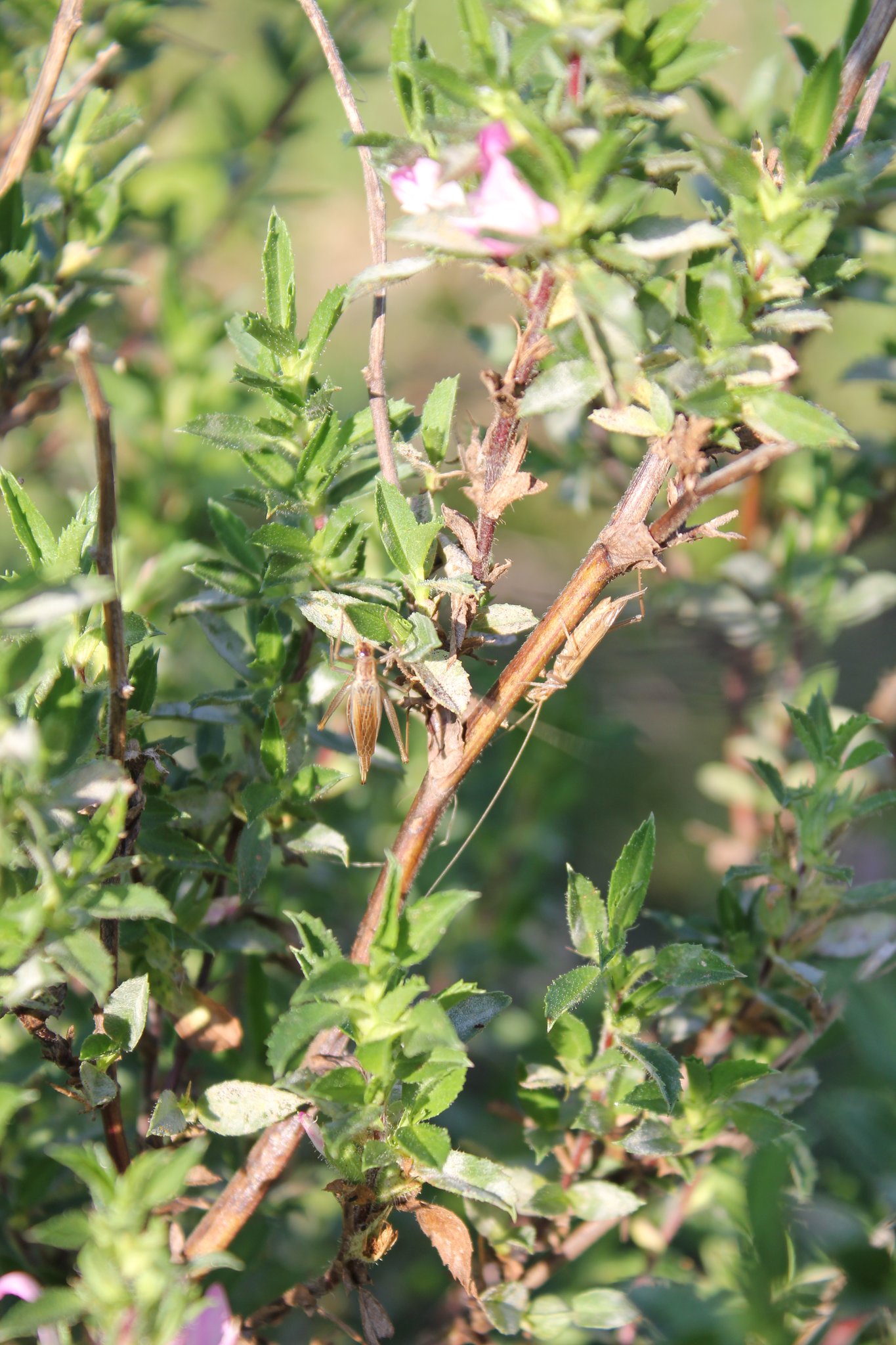 Weinhähnchen am Pilgershügel. Foto: P. Altrichter