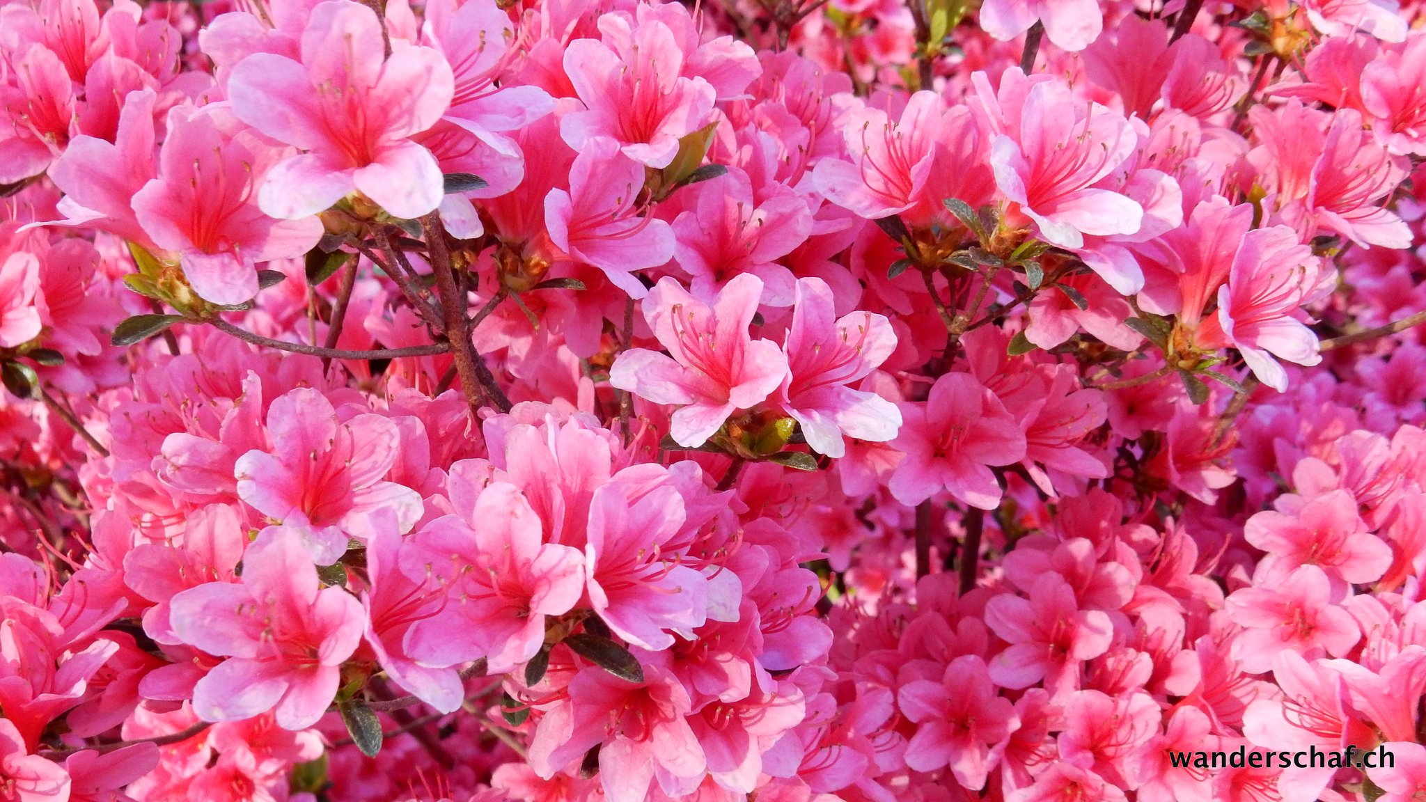 Blütenpracht......