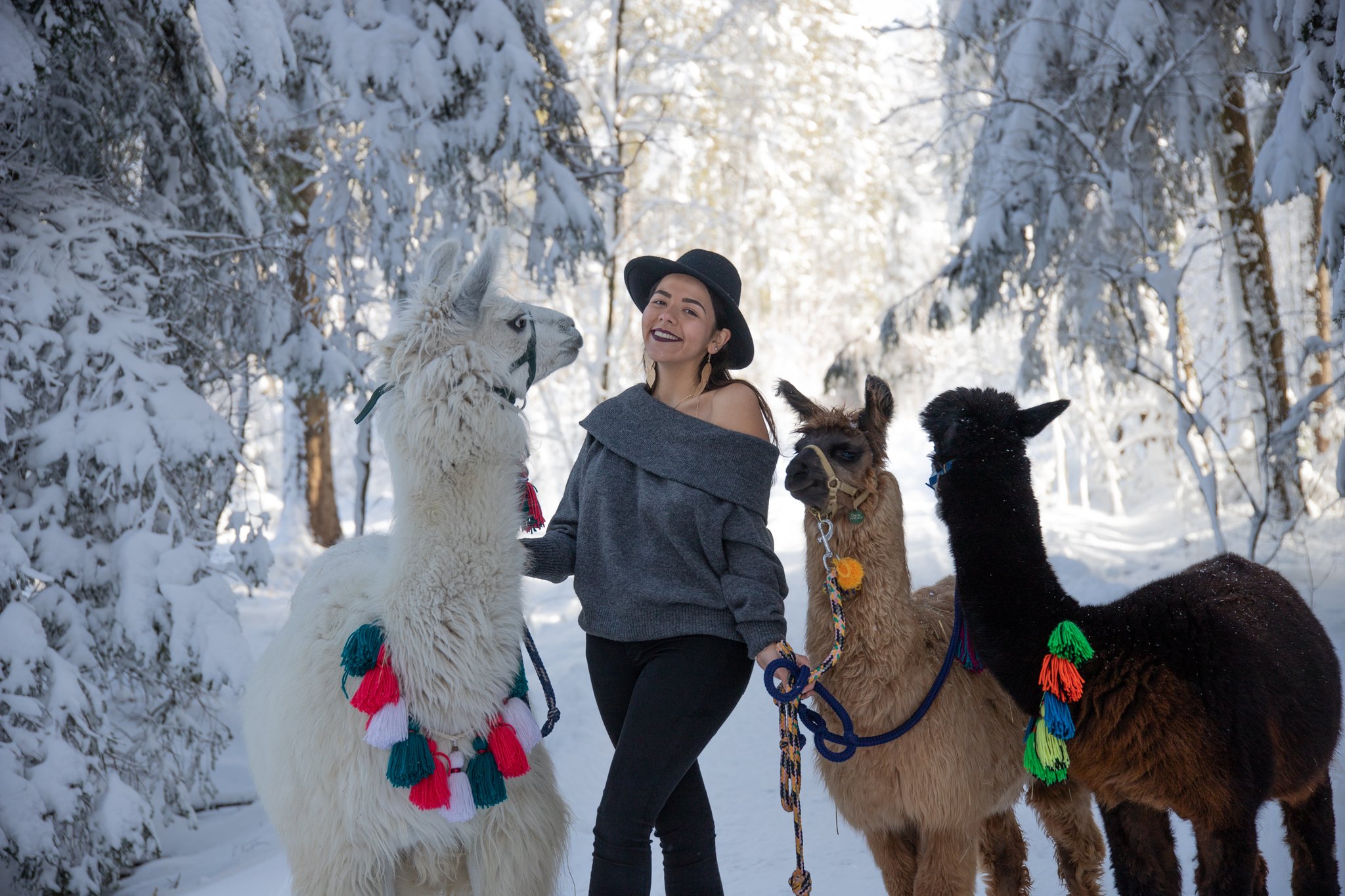 Frau mit Alpakas und Lamas im Schnee im Wald