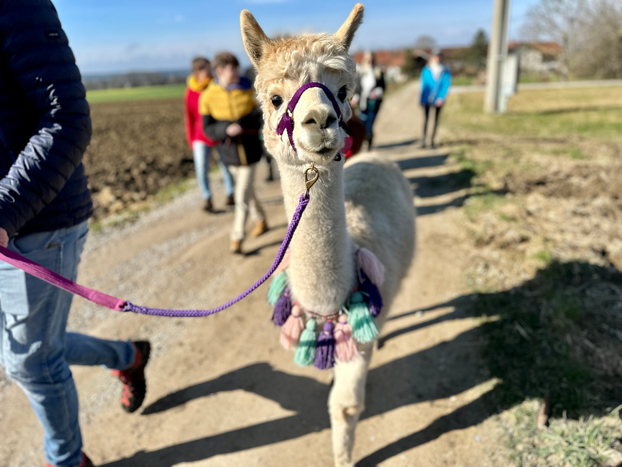Alpaka Ariella läuft motiviert bei der Alpakawanderung mit