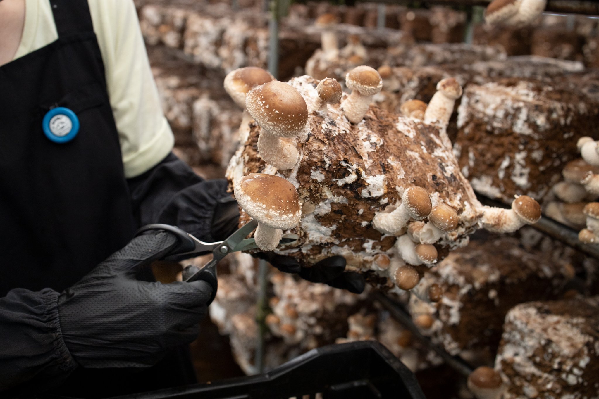 ハウス内できのこの収穫をします。