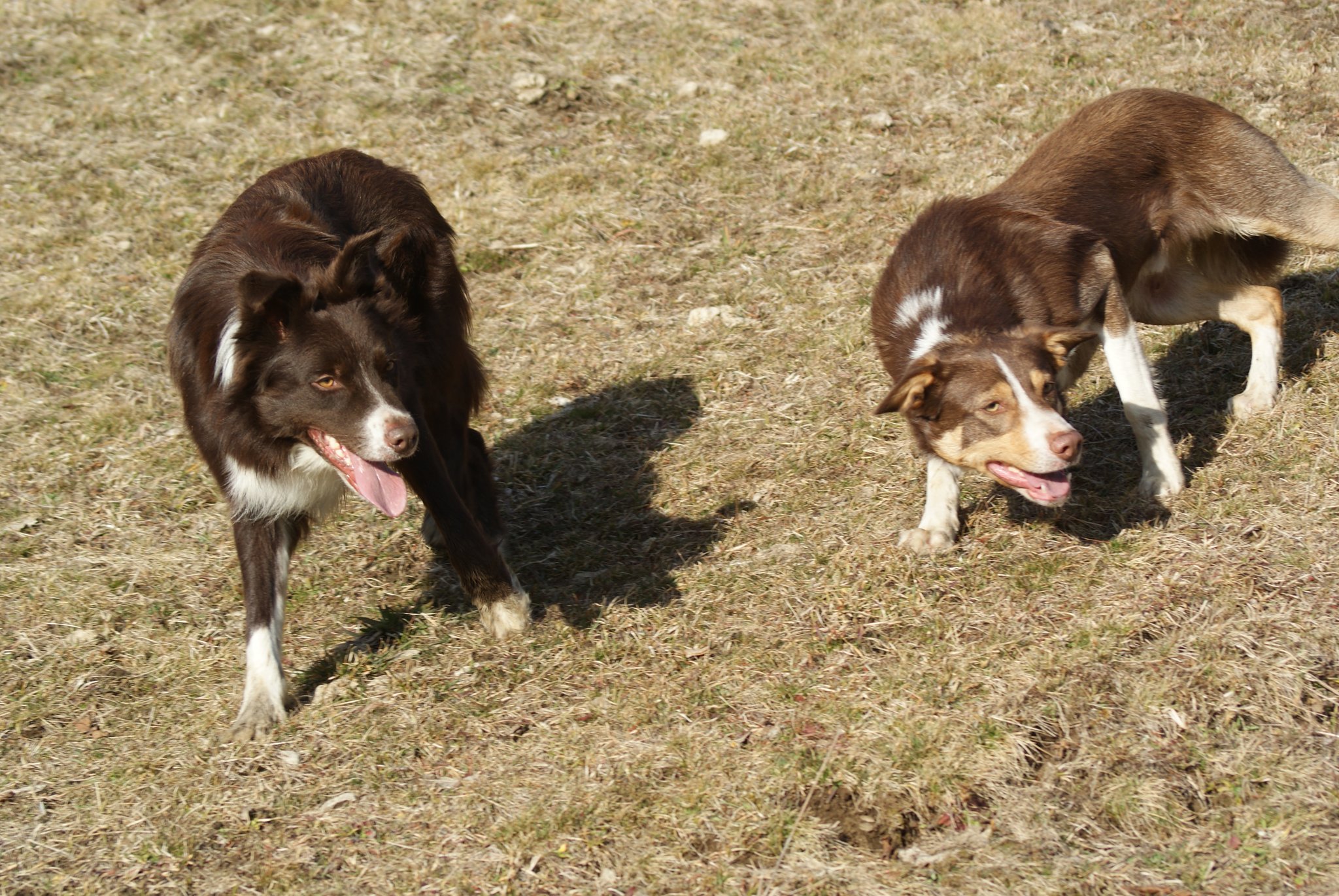 Hütehundetraining nach Absprache 