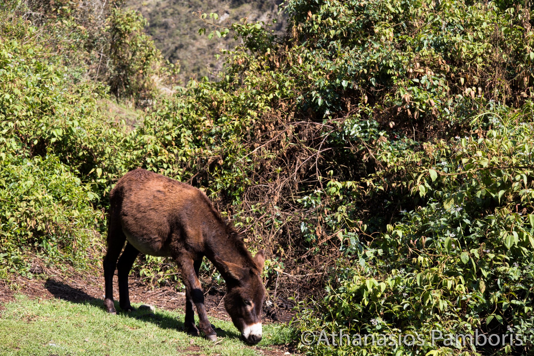 Peru
