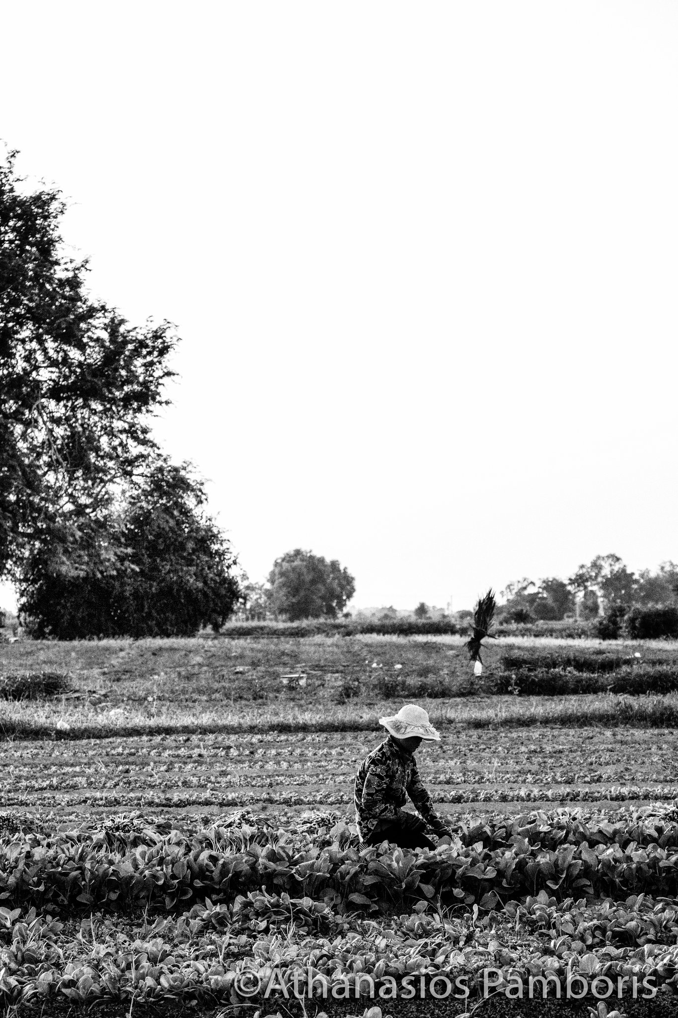 Ricefields close to Siem Reap, Cambodia