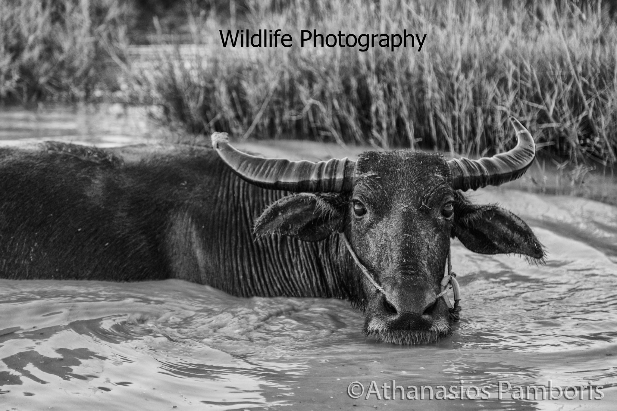 Wildlife Photography