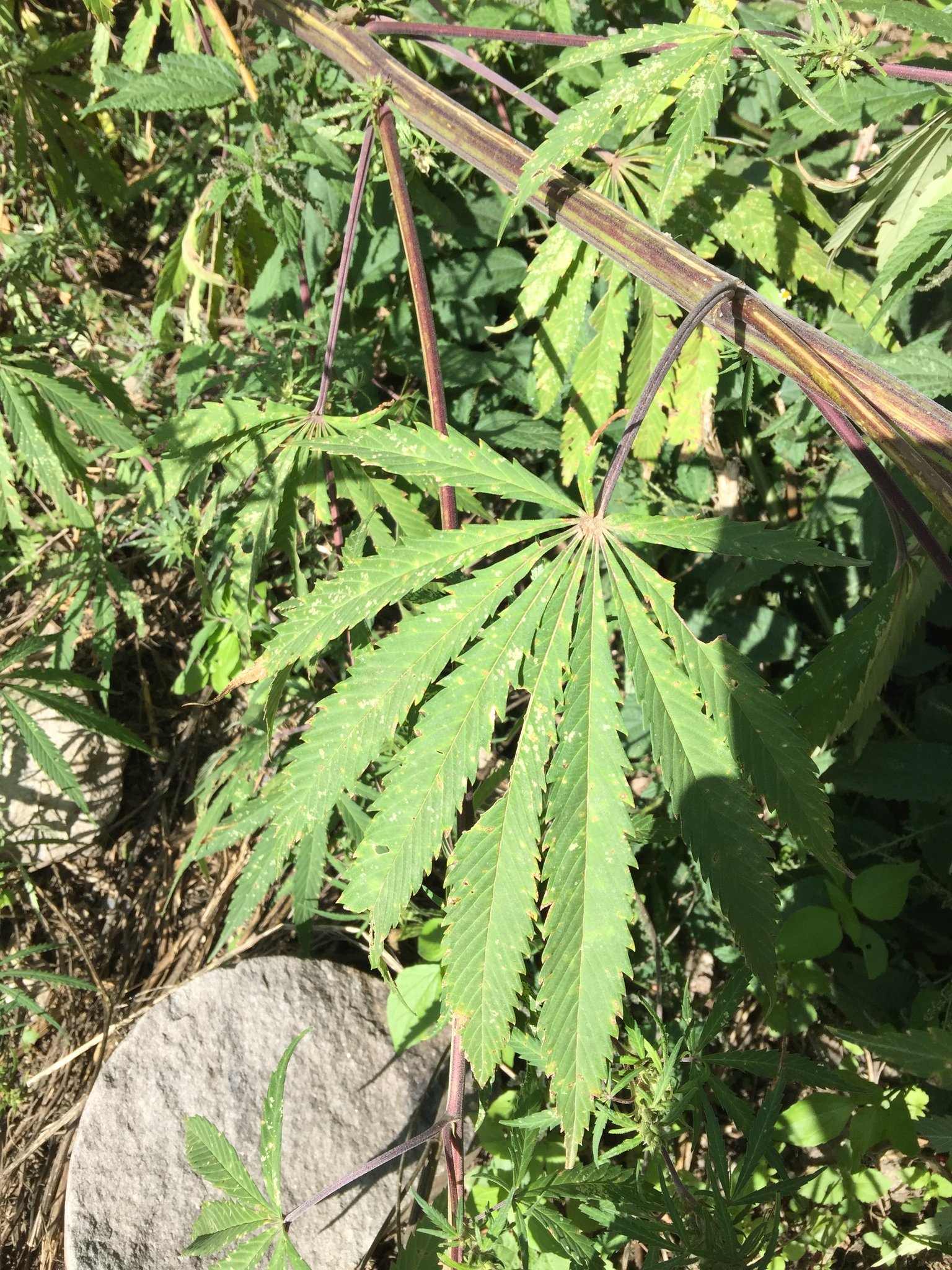 Überall Haschpflanzen...