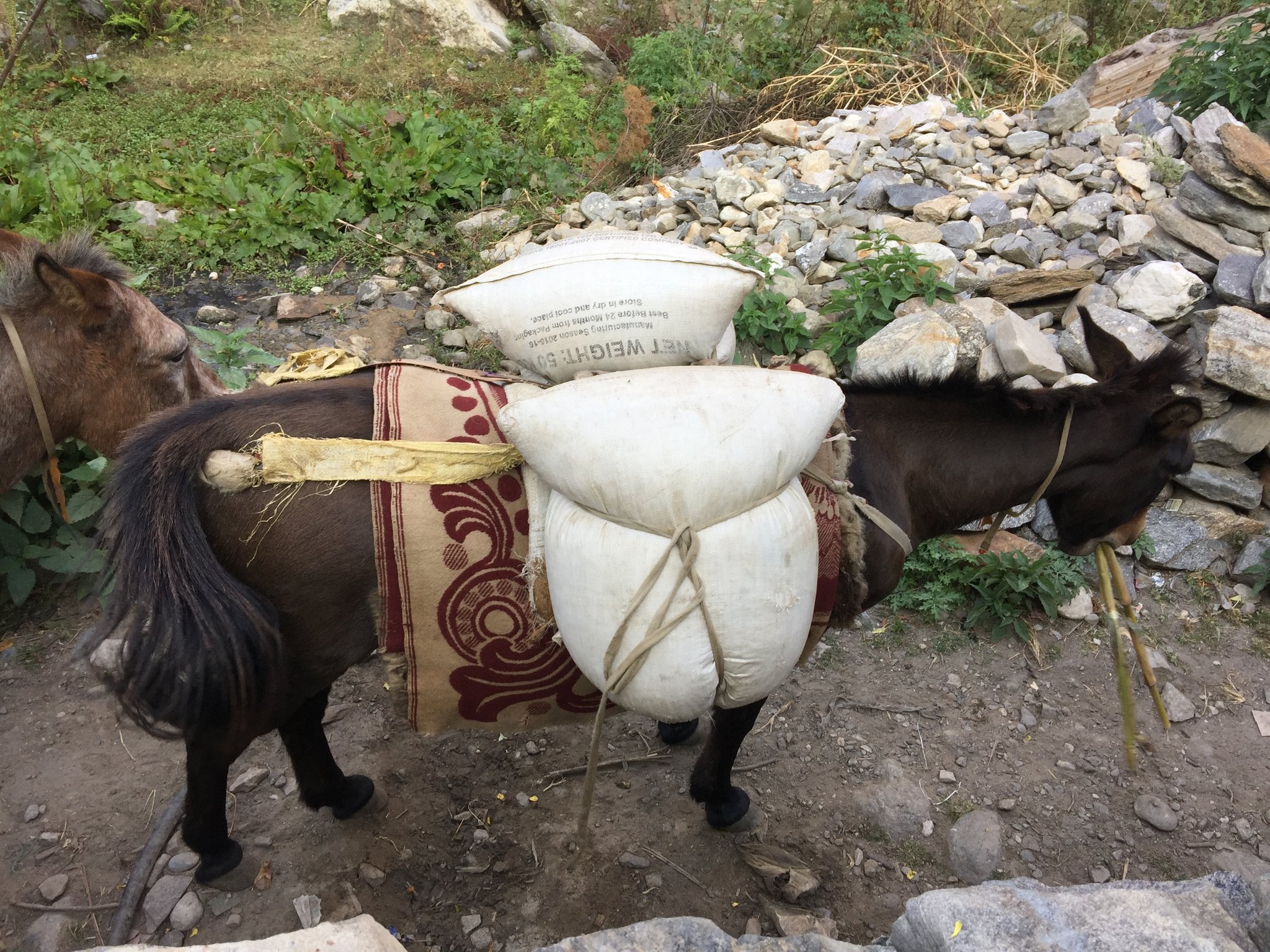 Maultier mit 100 kg Reis