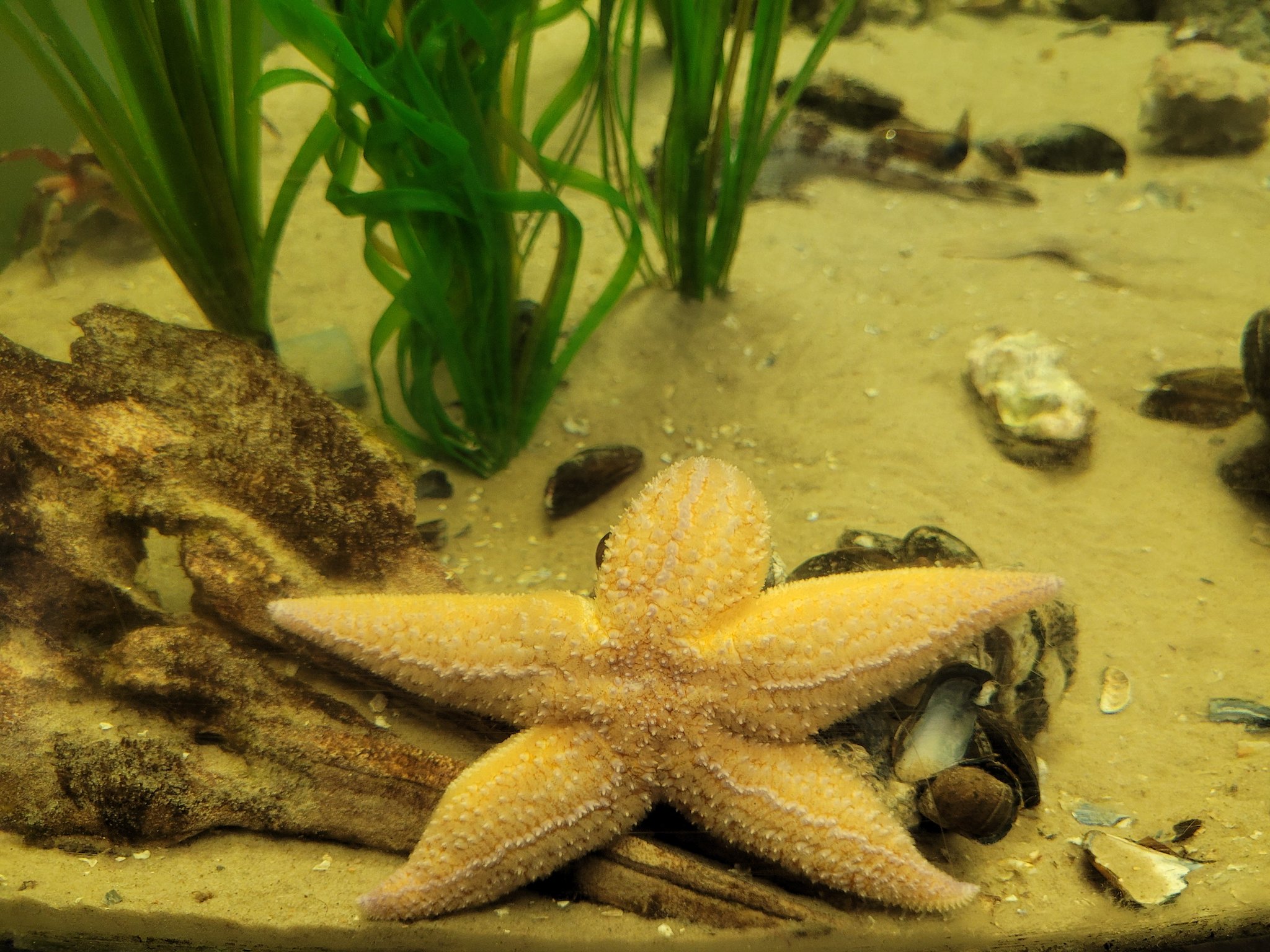 Im Inselmuseum Wittbülten