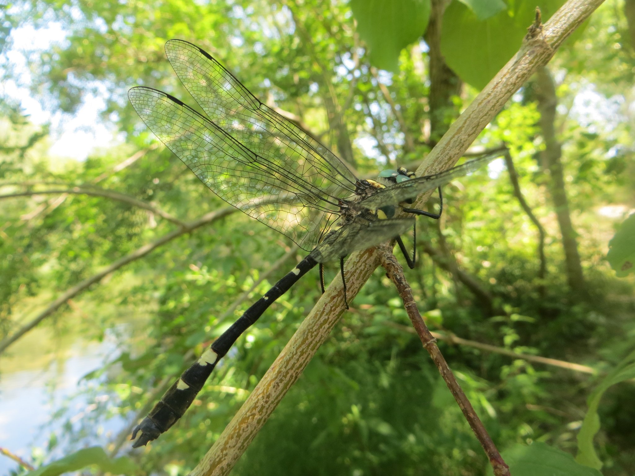 Cordulie splendide (Macromia splendens) - Espèce protégée en France - ©Ludovic Albert