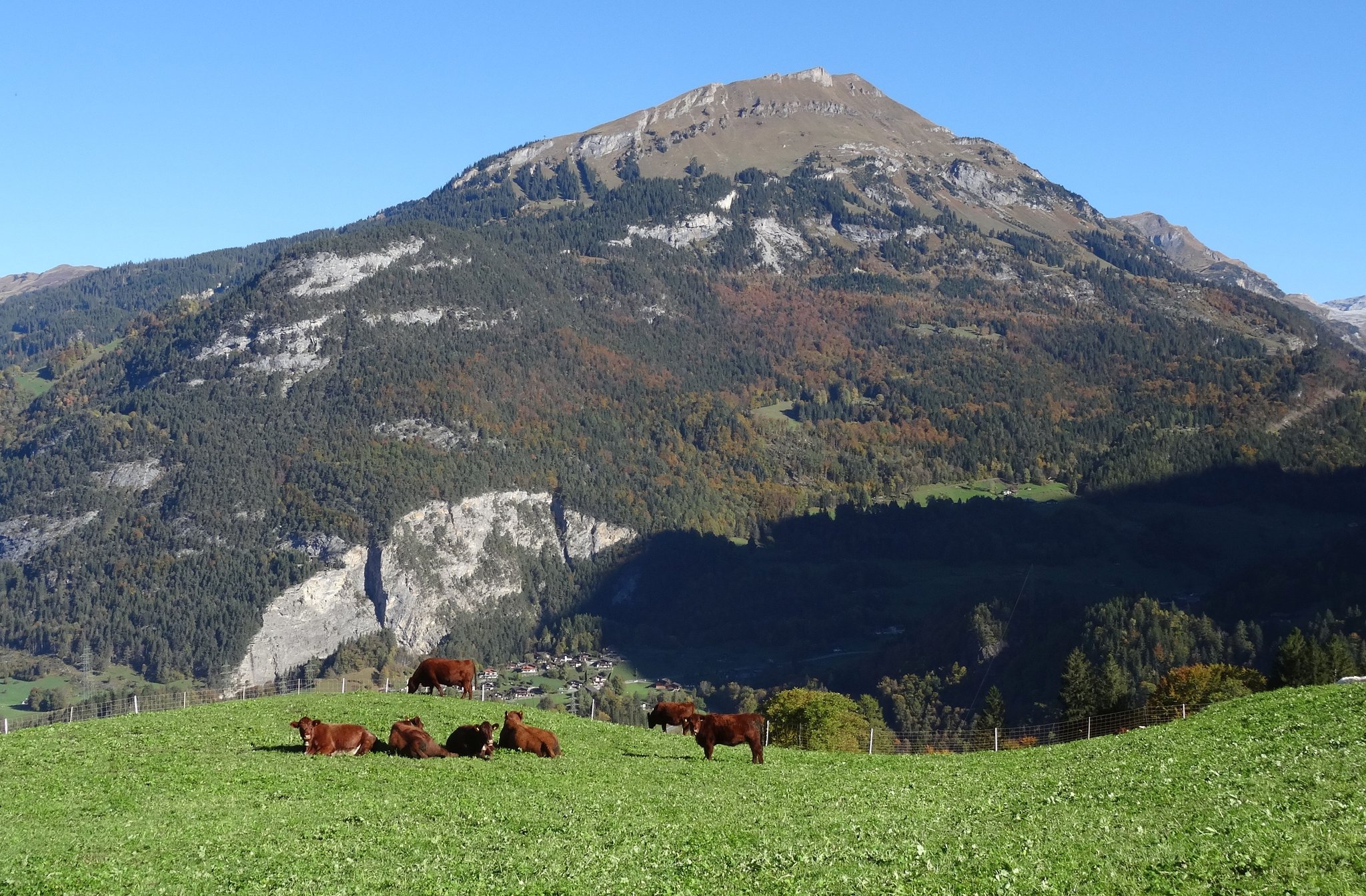 Die Luing-Herde von Stephan Wyss.