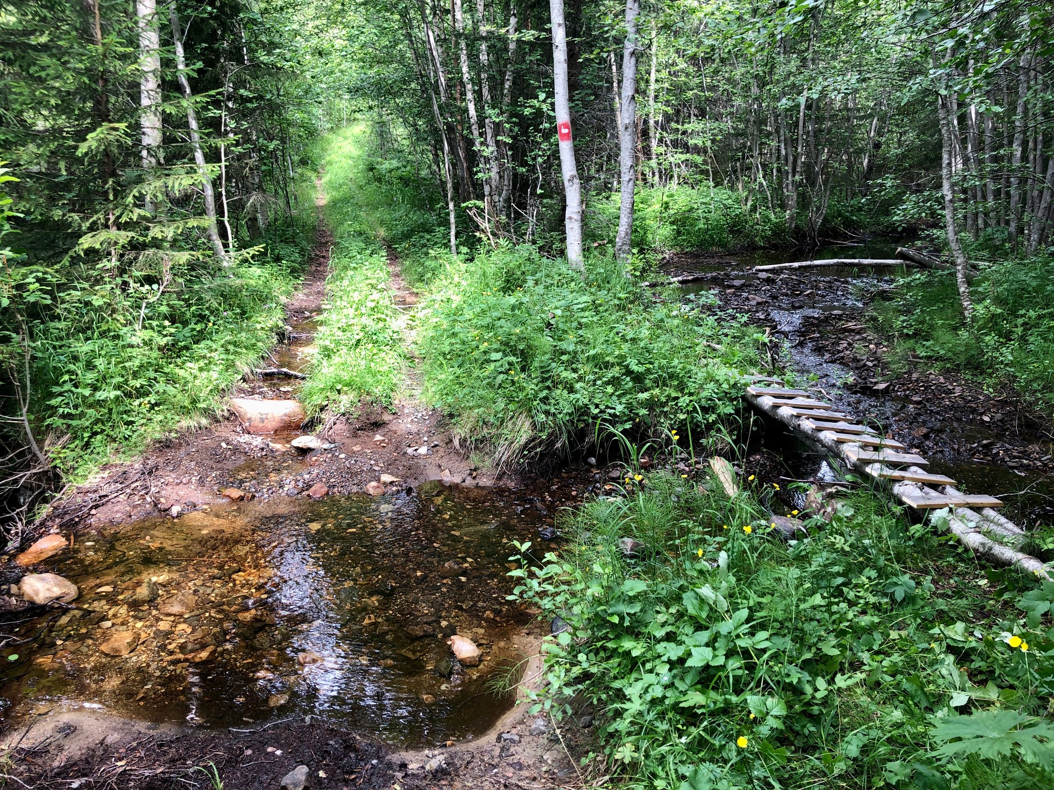 dieser Bach führt oft viel Wasser