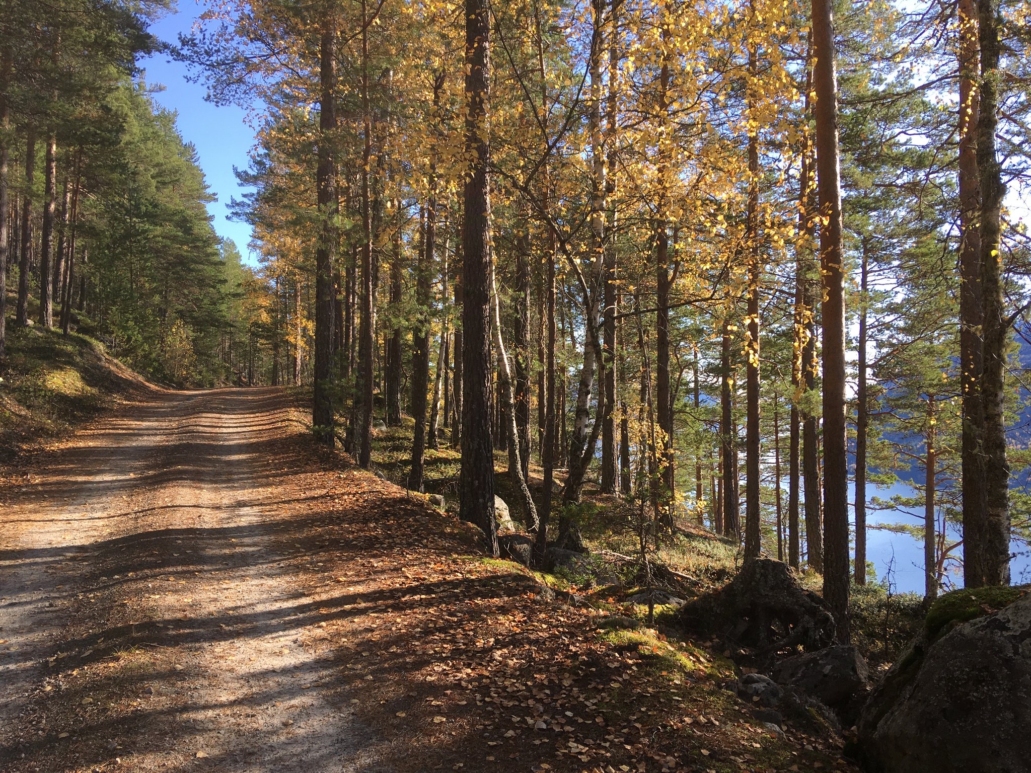 på skogsbilvei langs med Tinnsjøn