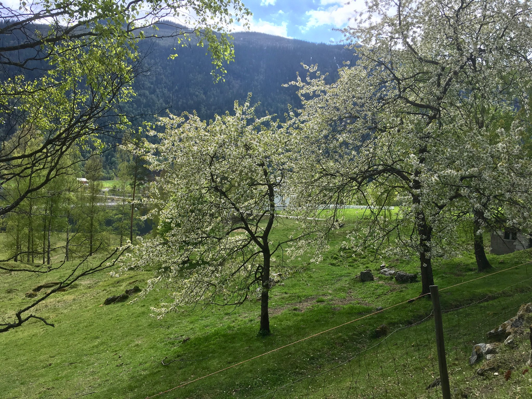 Mæl Kirche bak blomstrende trær 