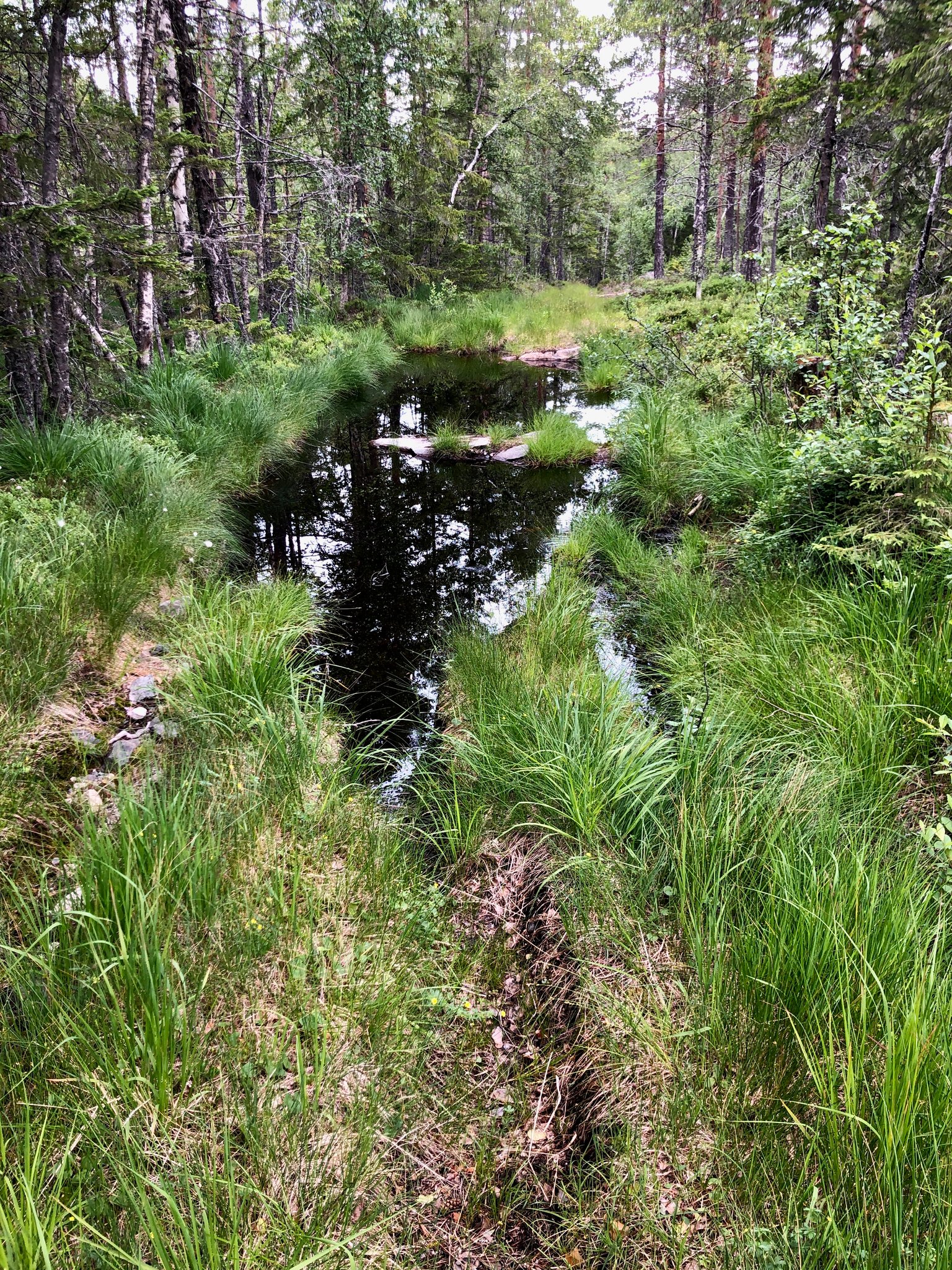 der Weg bergab ist oft sehr feucht und manchmal ist es eine Herausforderung alle Stellen trockenen Fusses zu umgehen