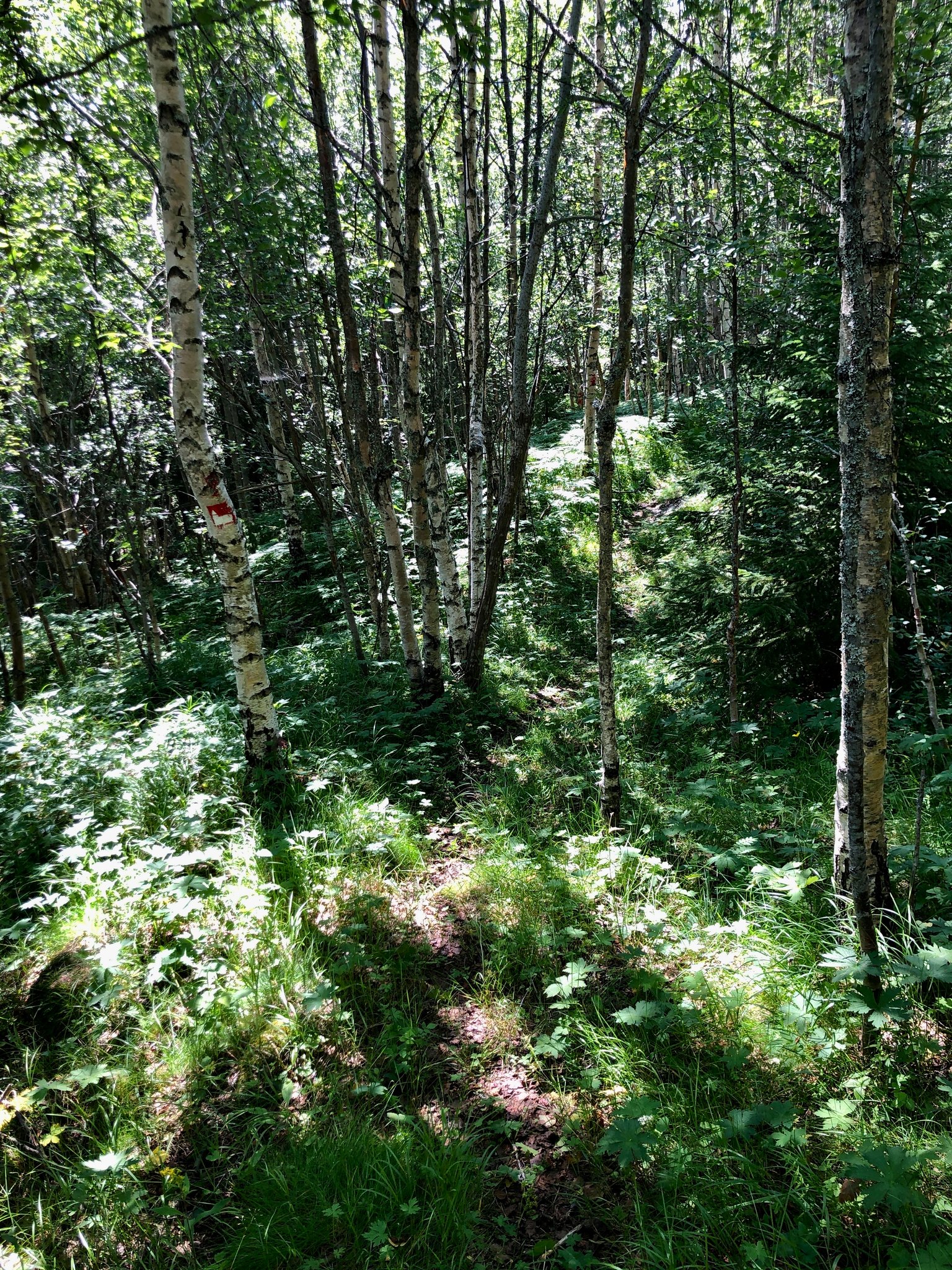 auf schmalen Pfaden durch den Wald hinab